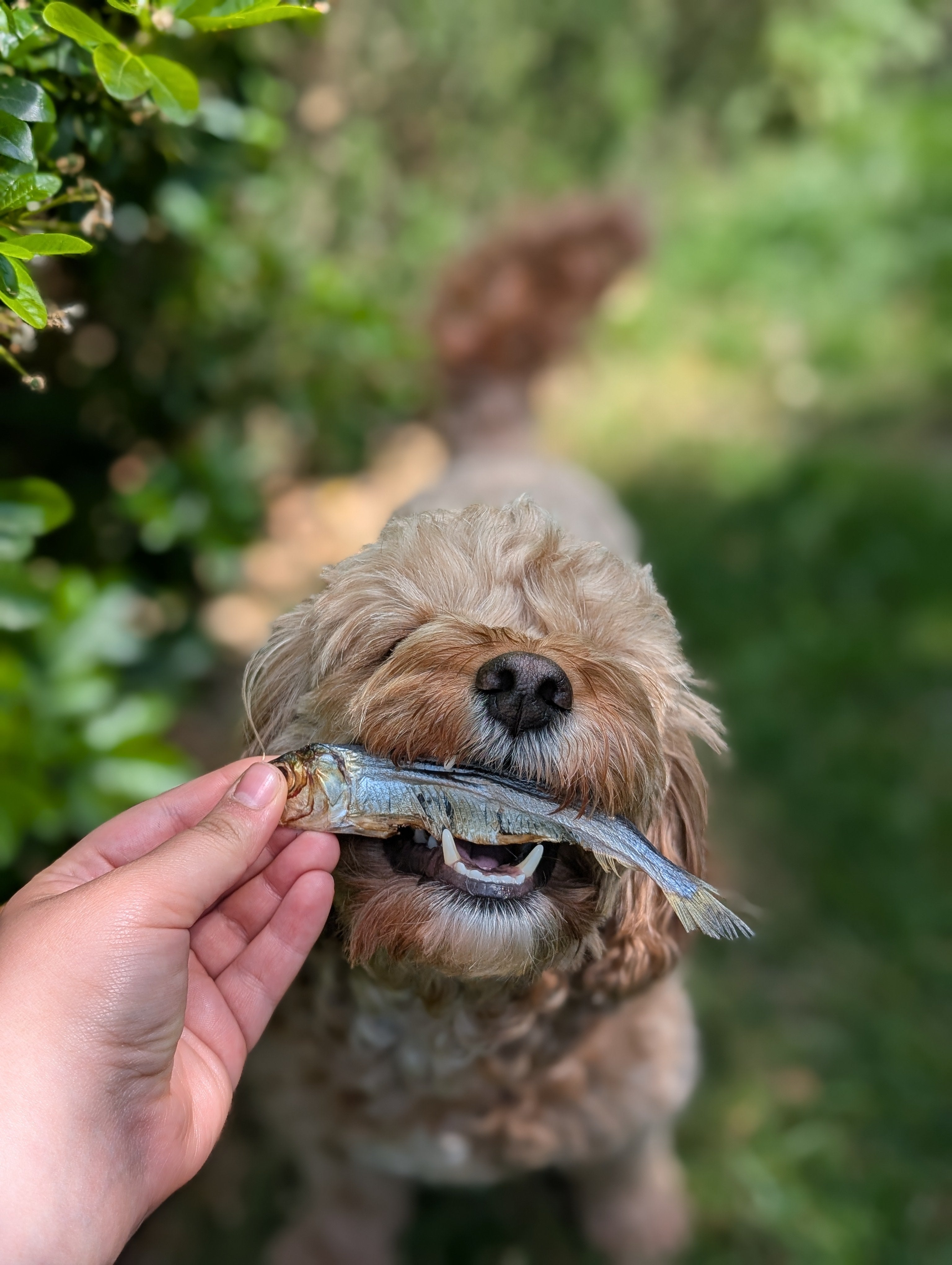 Sprats