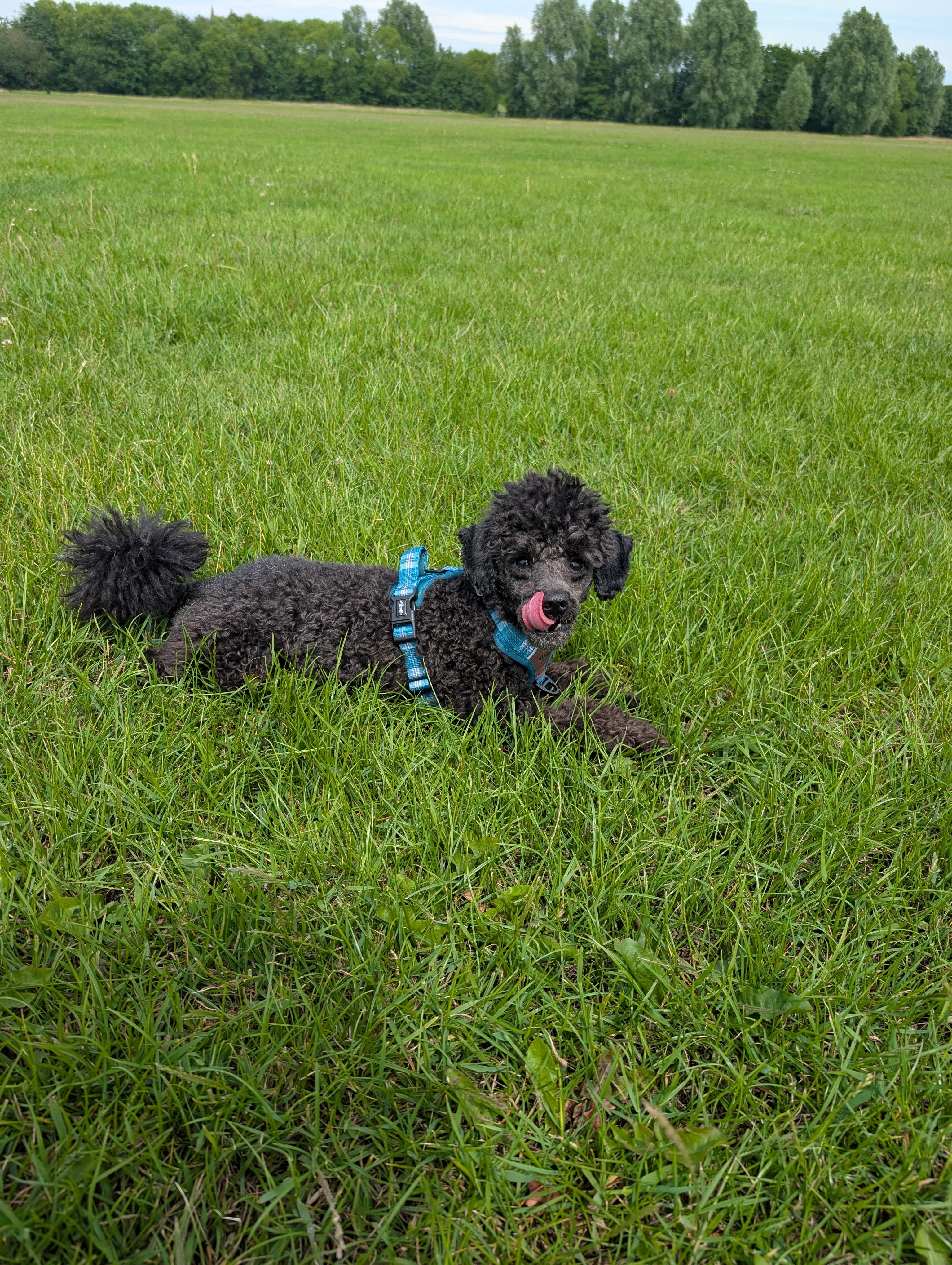 Teal Harness
