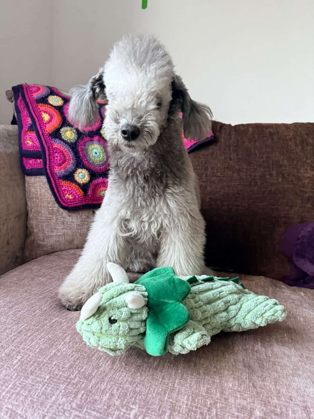 Terry The Triceratops