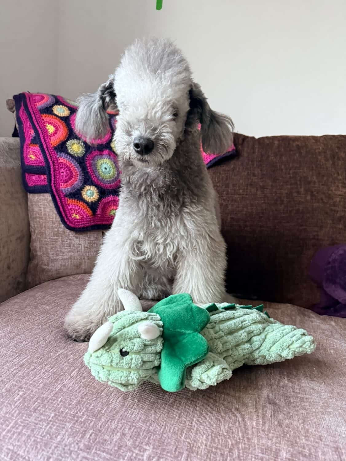 Terry The Triceratops