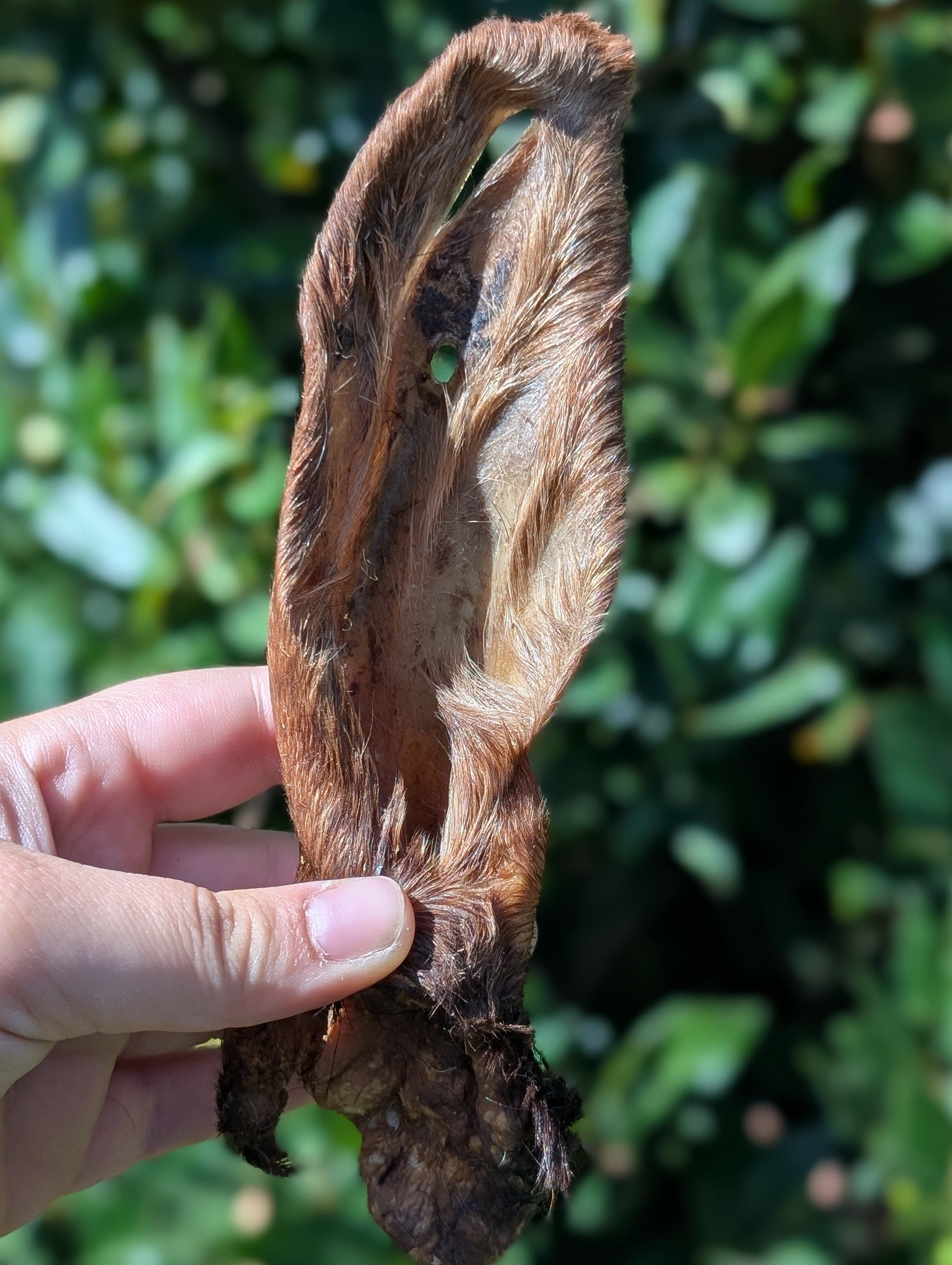 Hairy Goat Ear