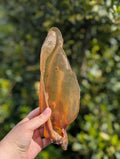 Buffalo Ear