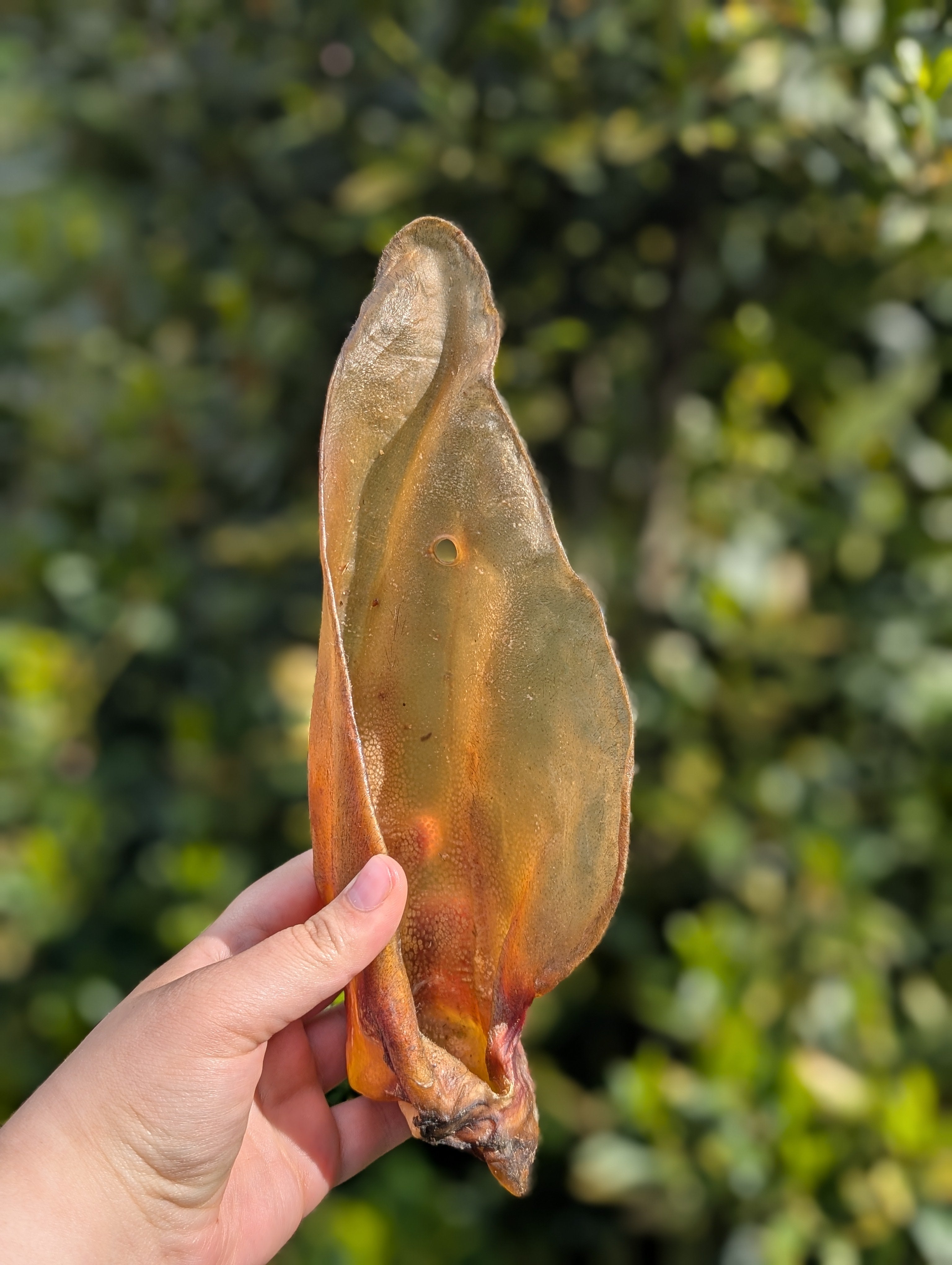 Buffalo Ear
