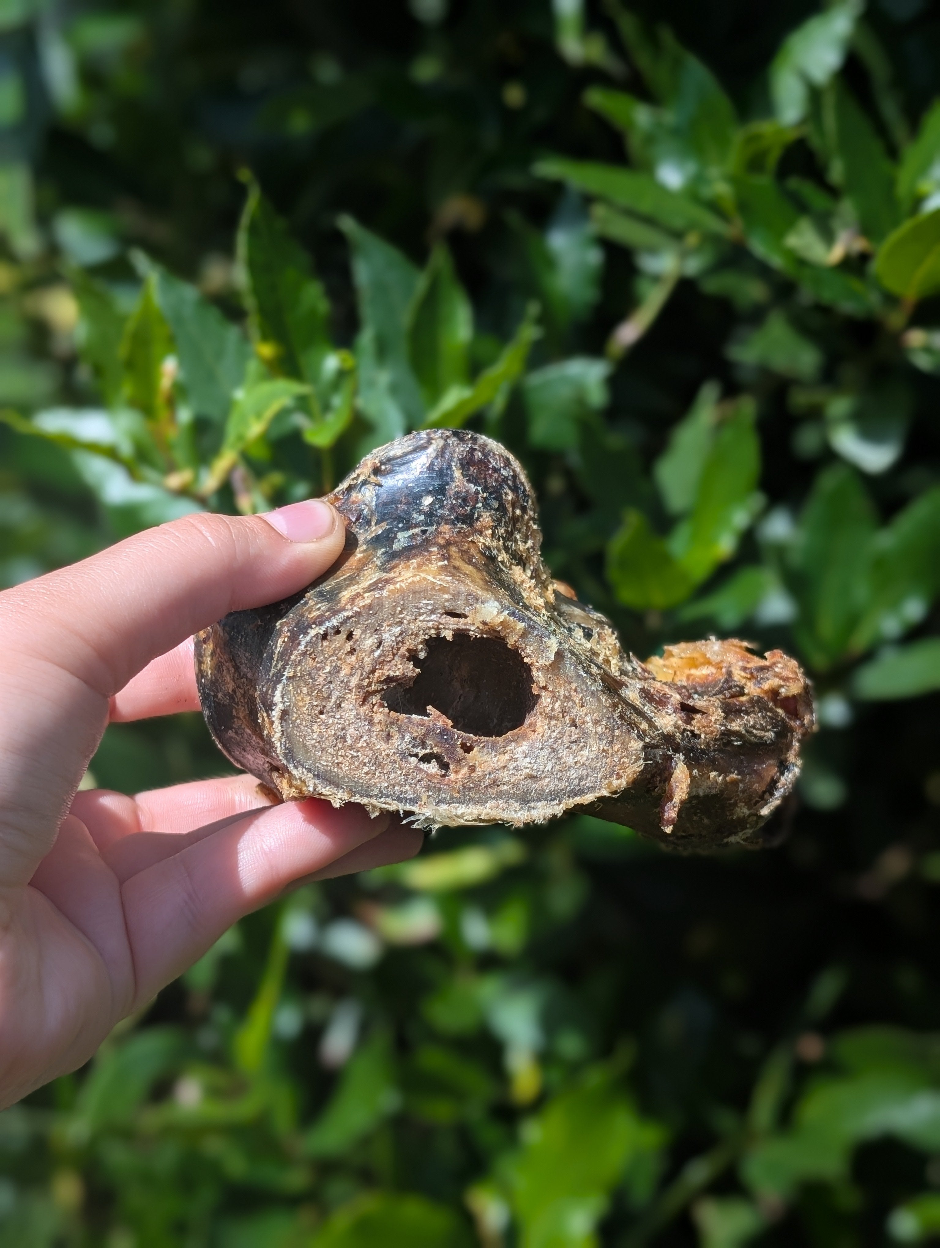 Ostrich Knuckle bone