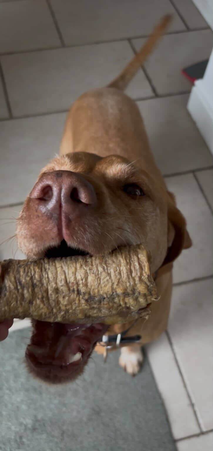 Beef Trachea