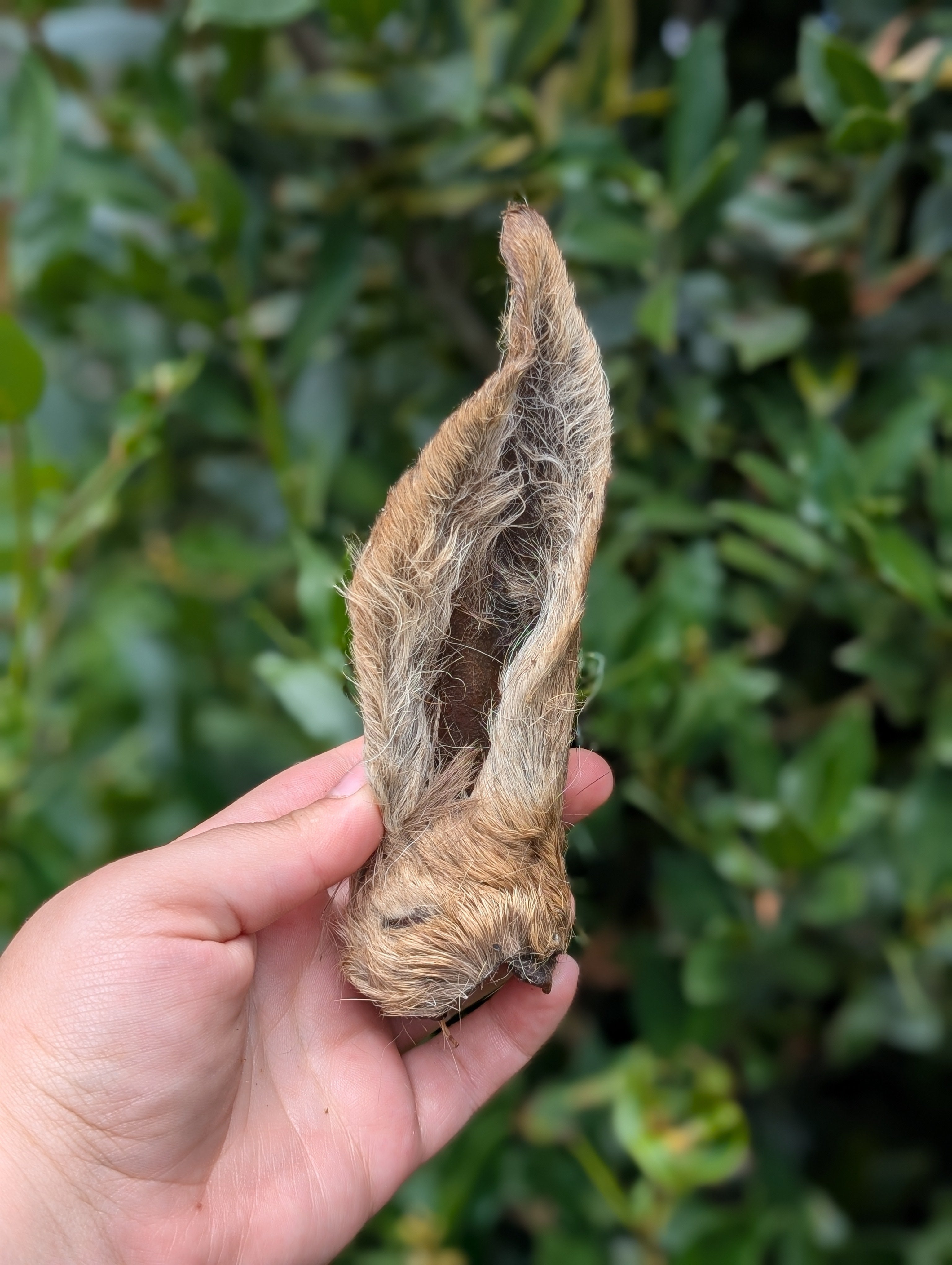 Hairy Venison ear