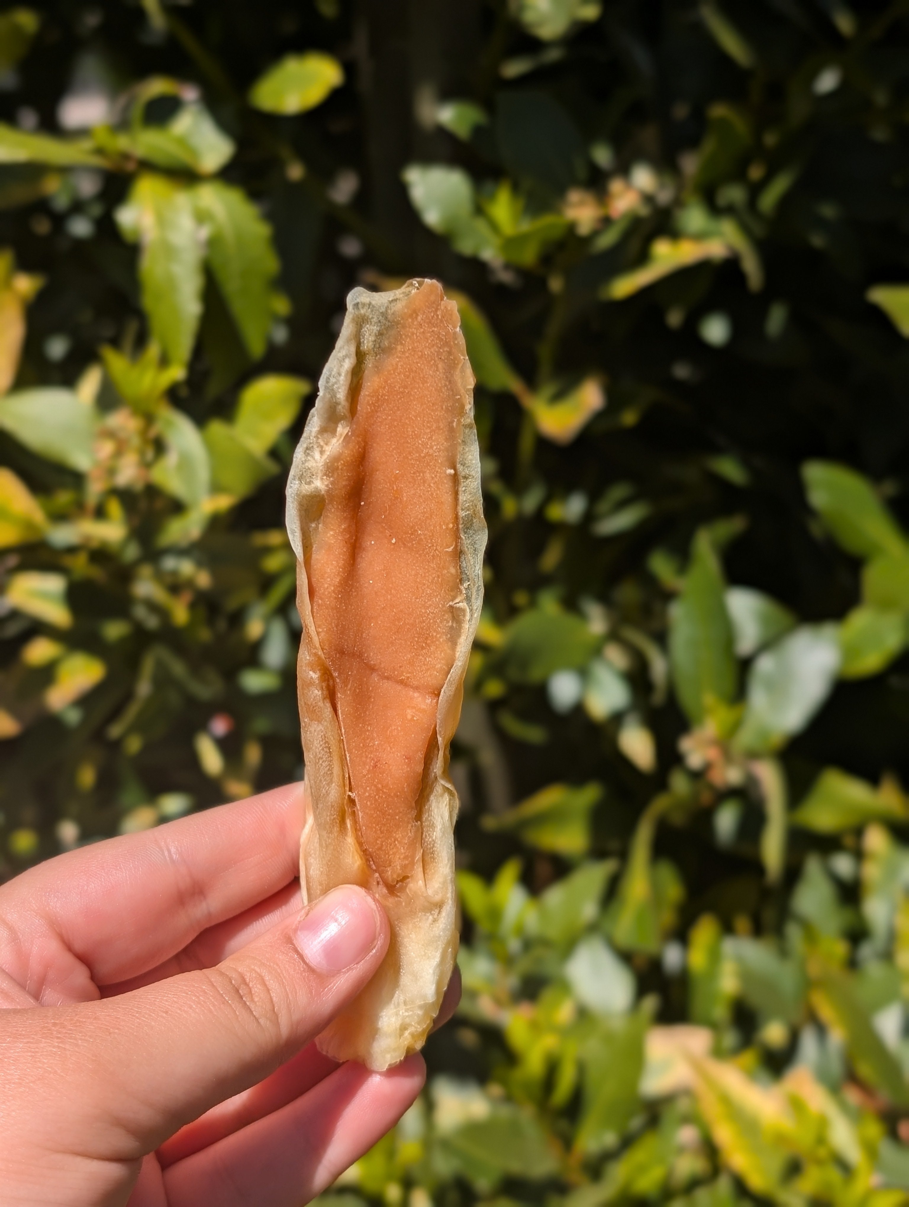 Filled Rabbit Ear