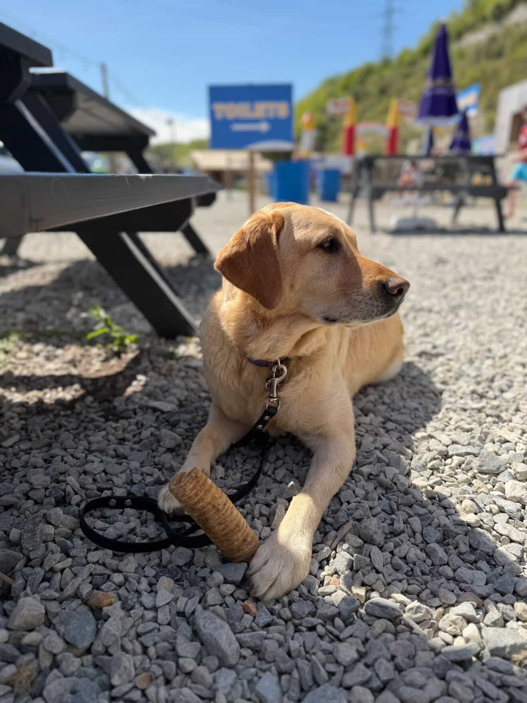 Beef Trachea