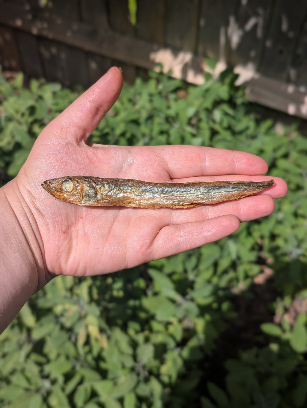 Fishy Bundle