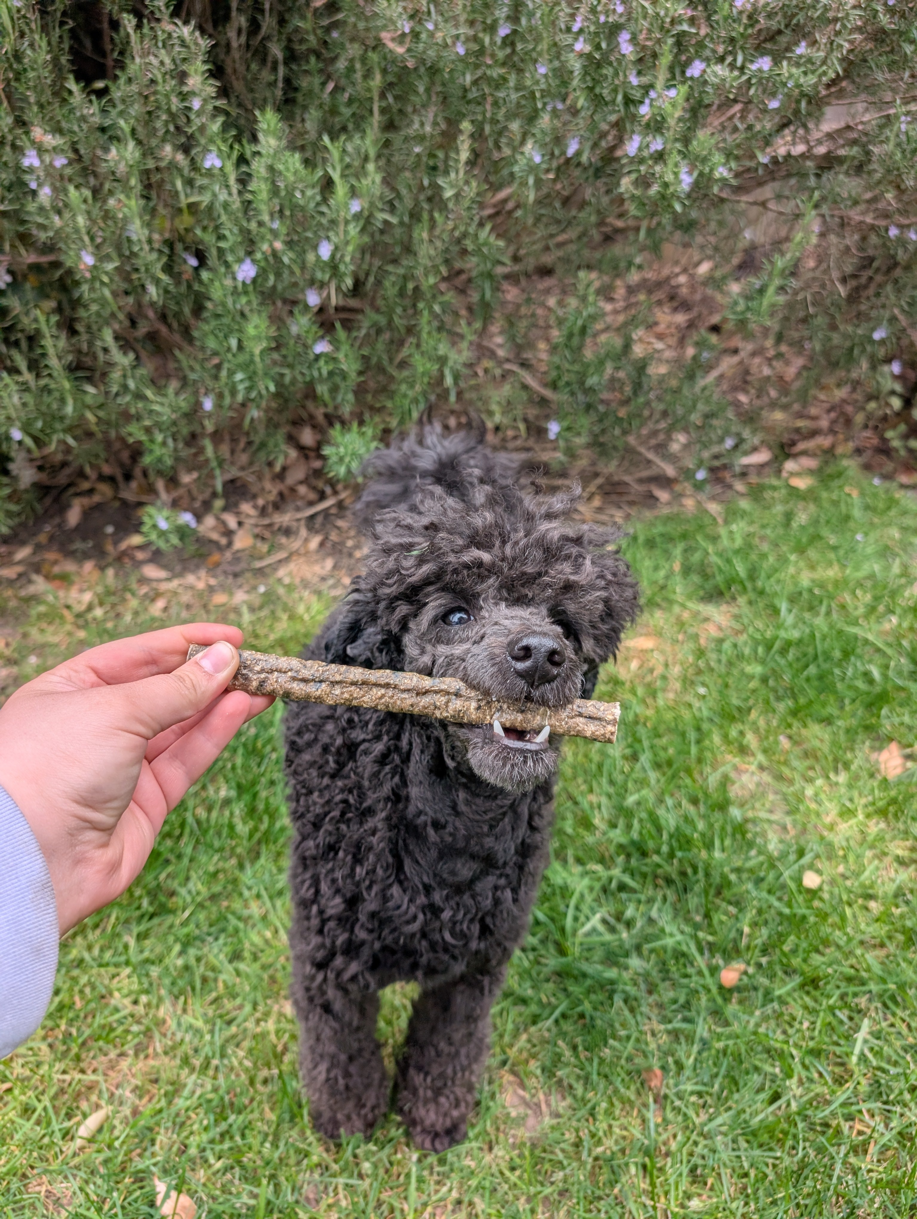 Cod Stick