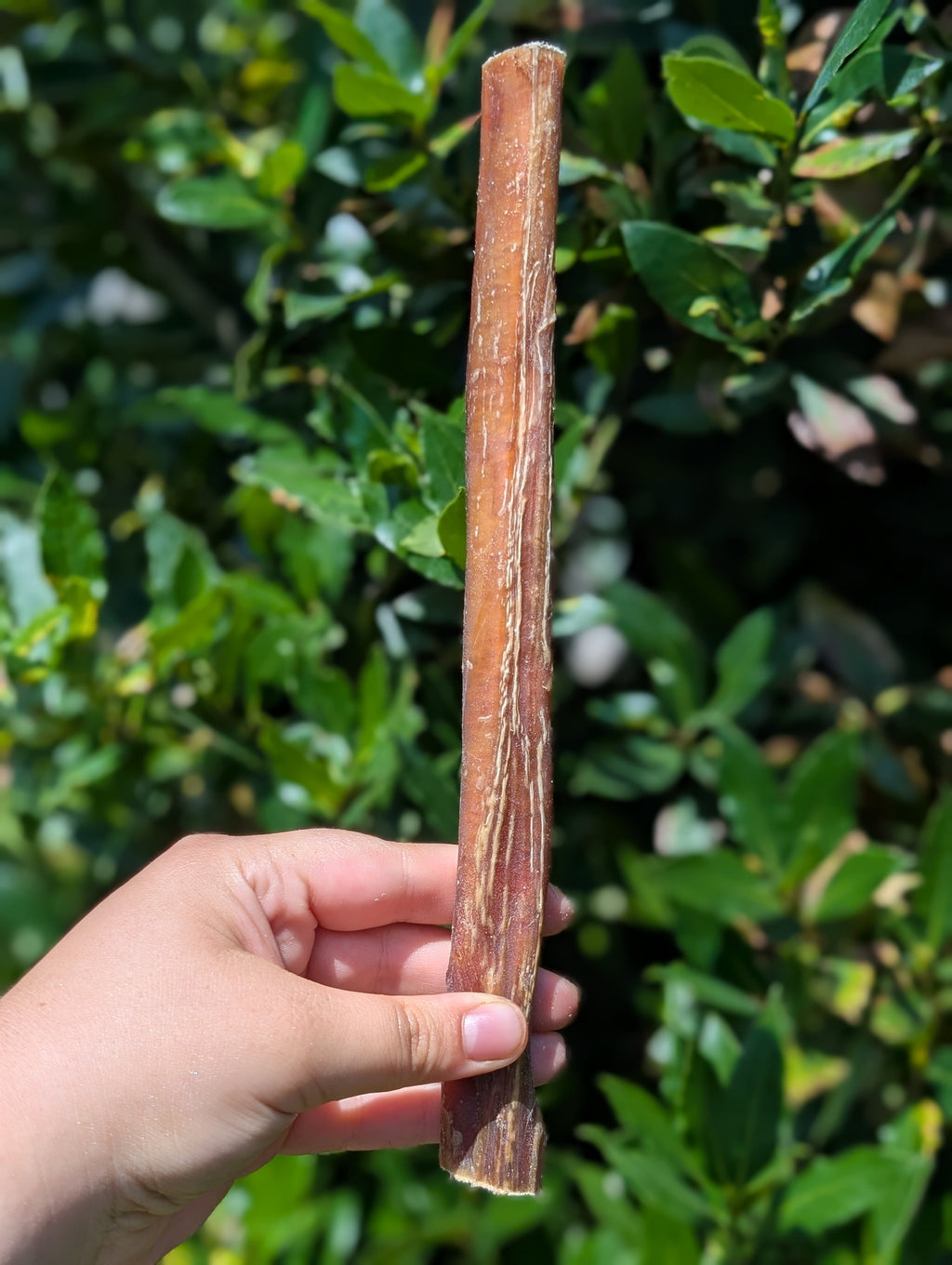 Tough chewers Bundle