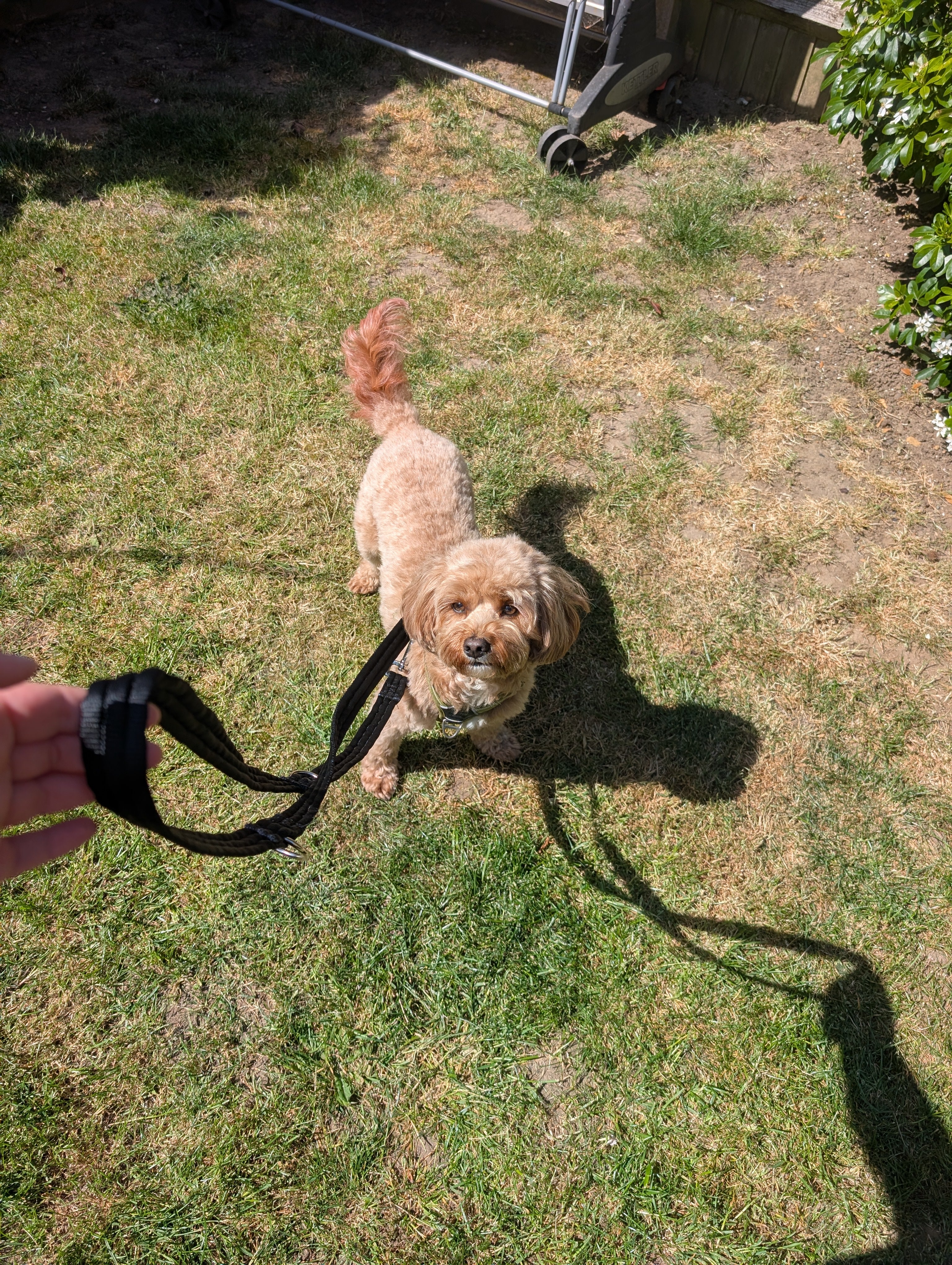 Double ended training lead