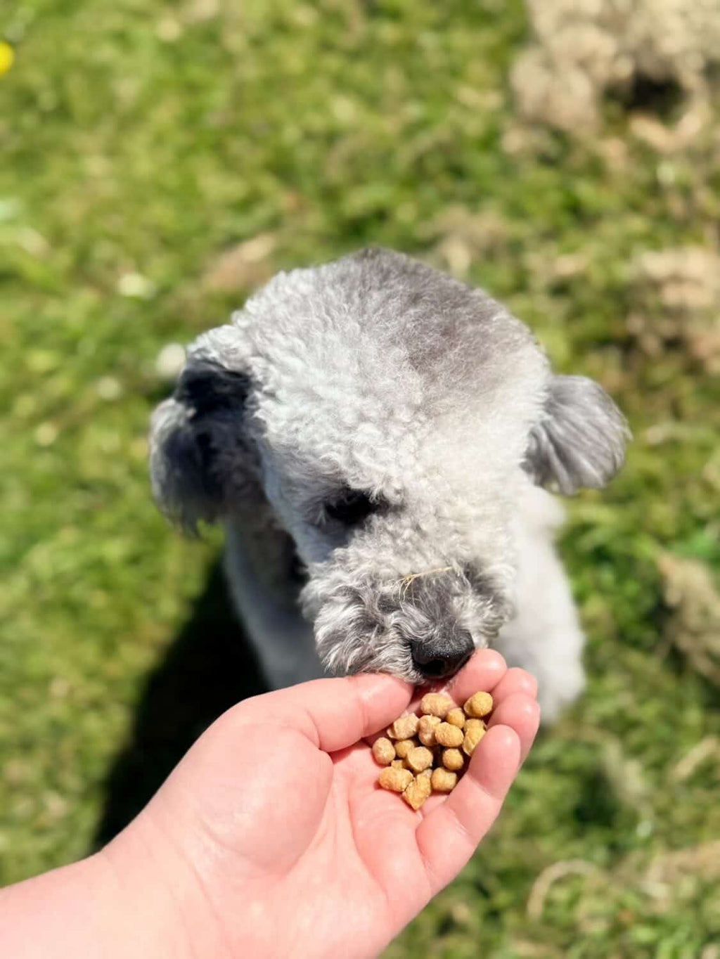 Anco Nibbles