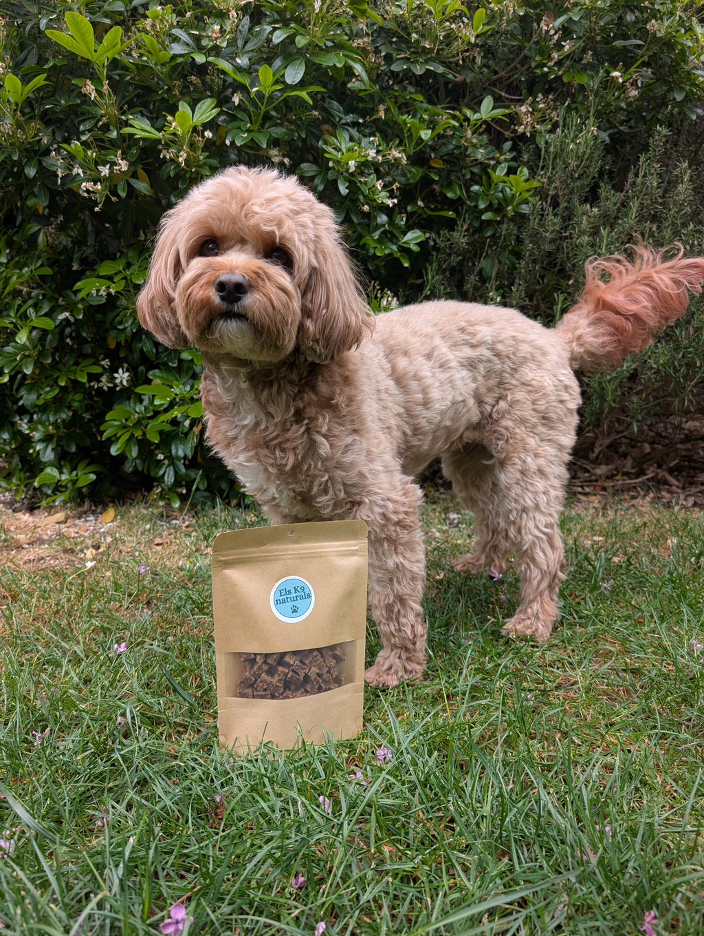 Boar Training Treats