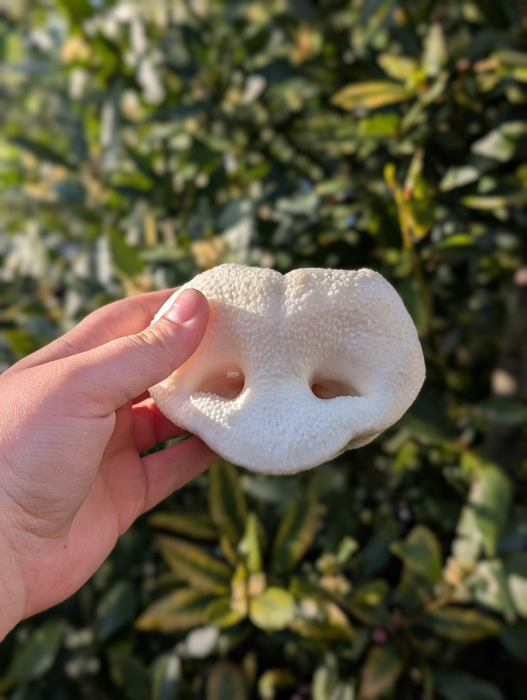 Puffed Pork Snout