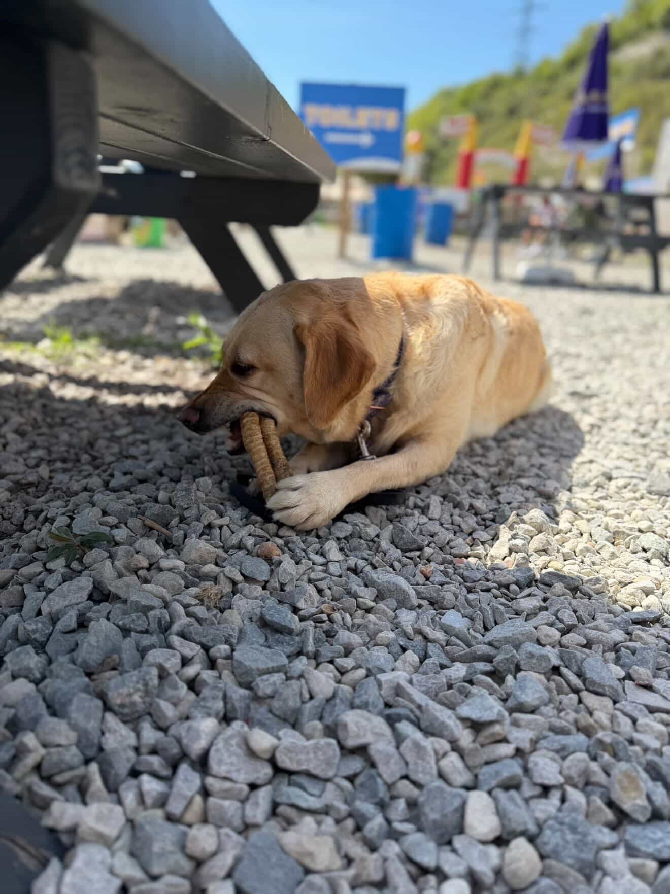 Beef Trachea