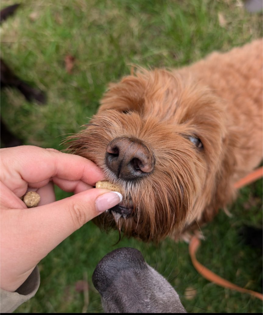 Freeze Dried Coya Treats