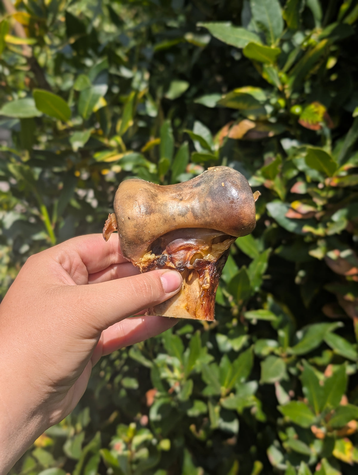 Ostrich Knuckle bone