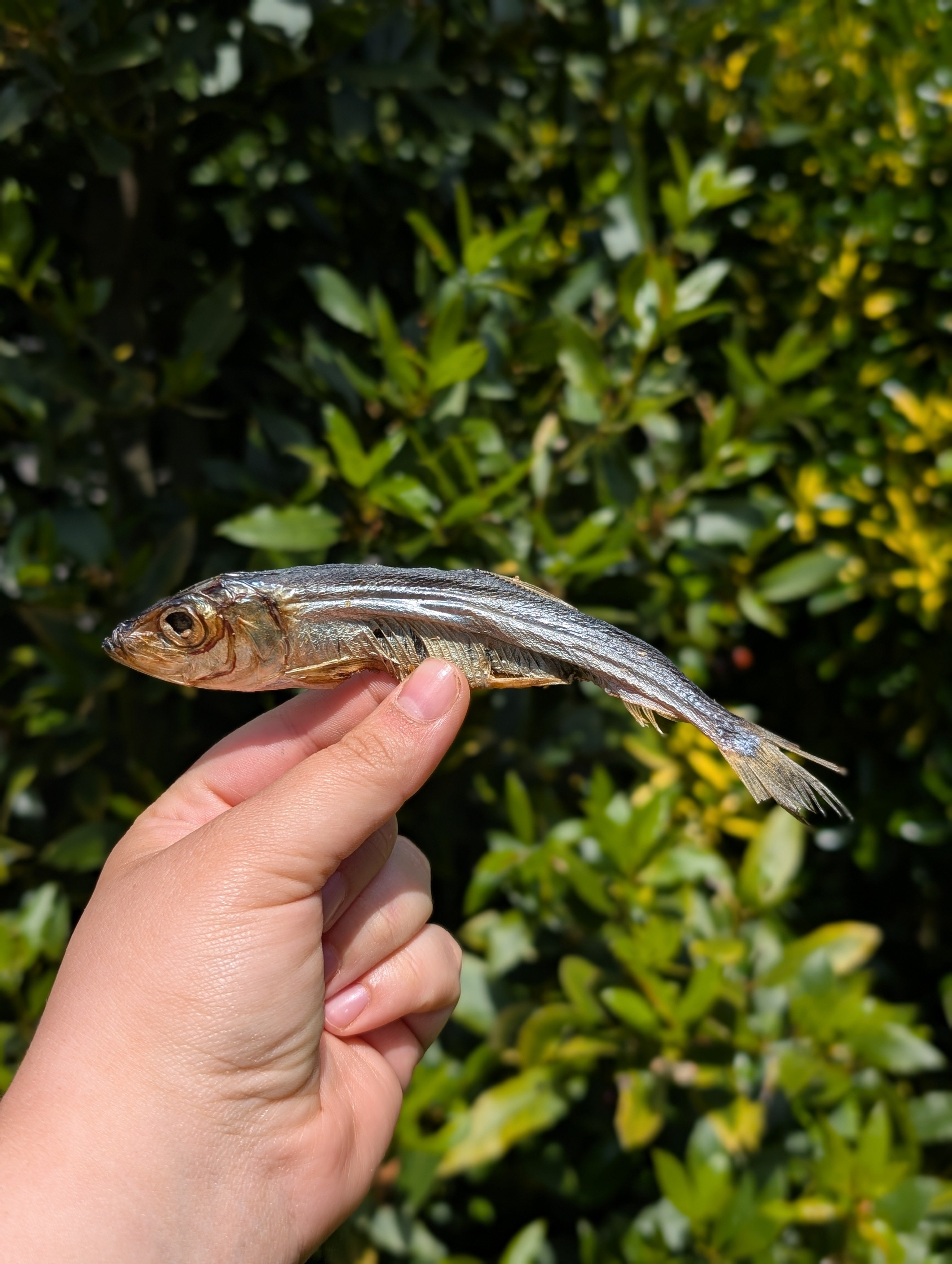 Fishy Bundle