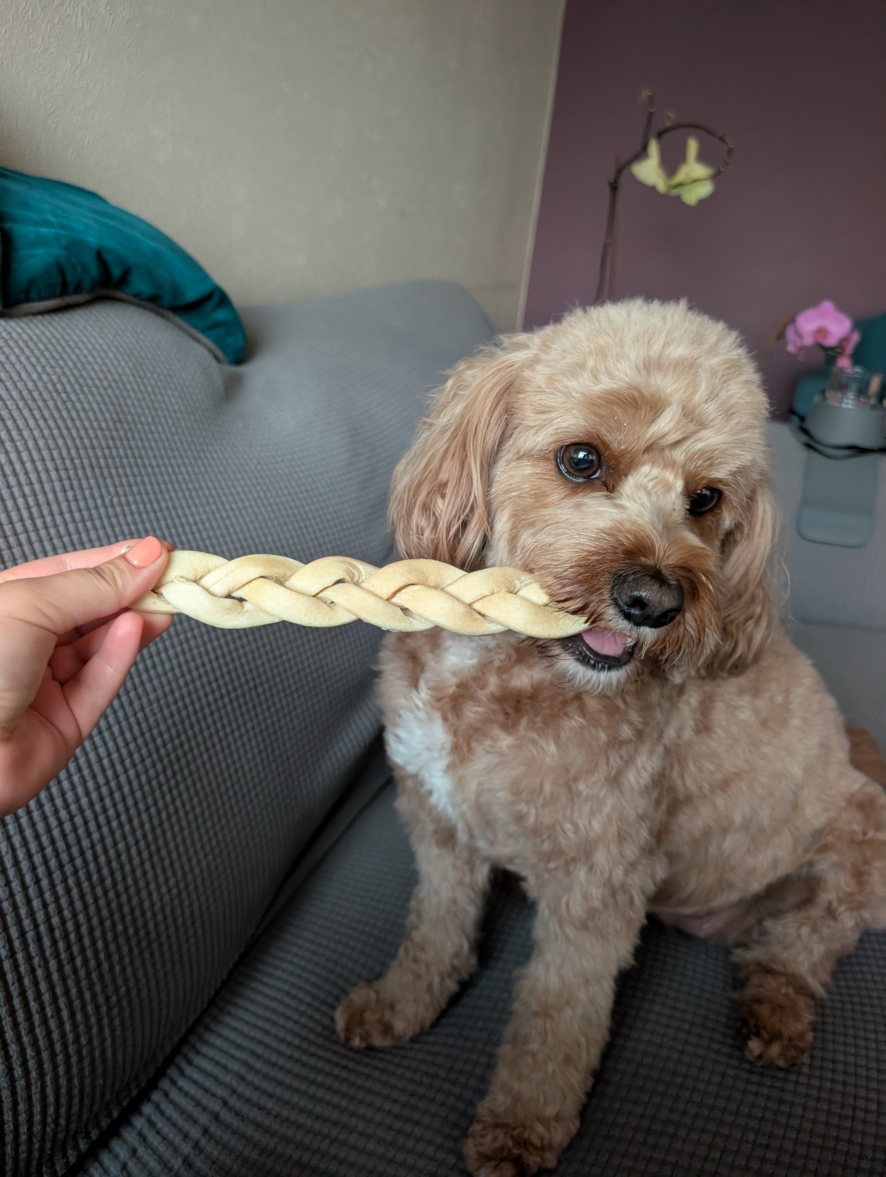 Coconut Beef Skin Braid