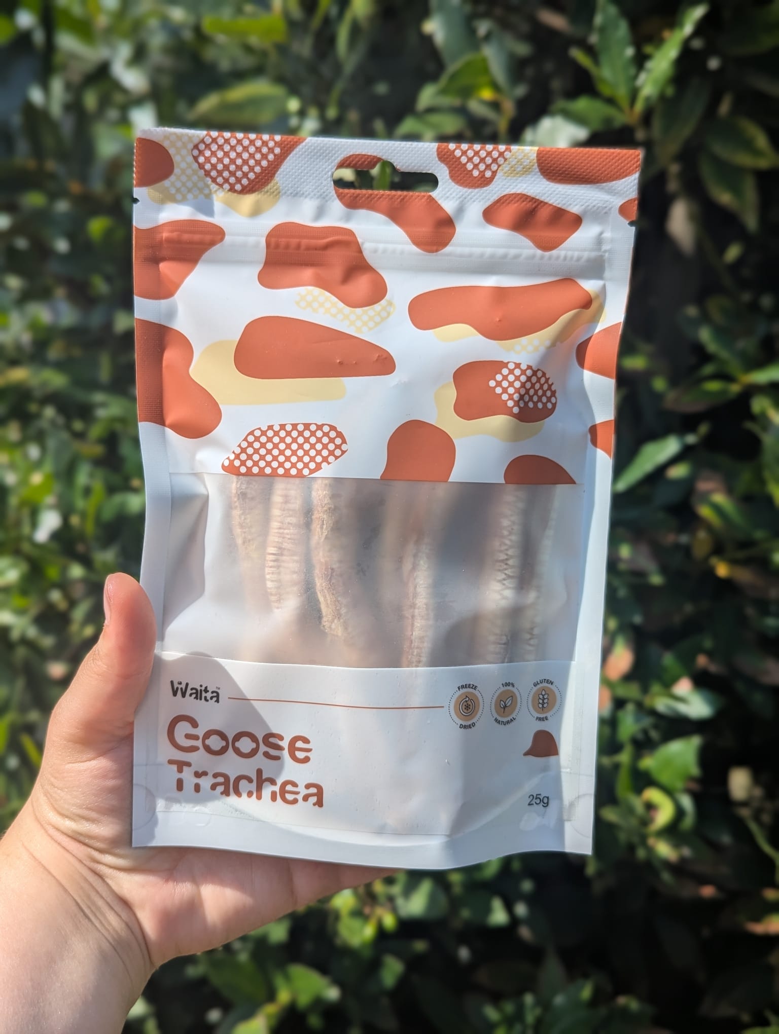 Goose Trachea