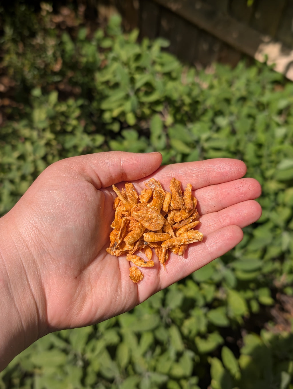 Freeze dried Krill