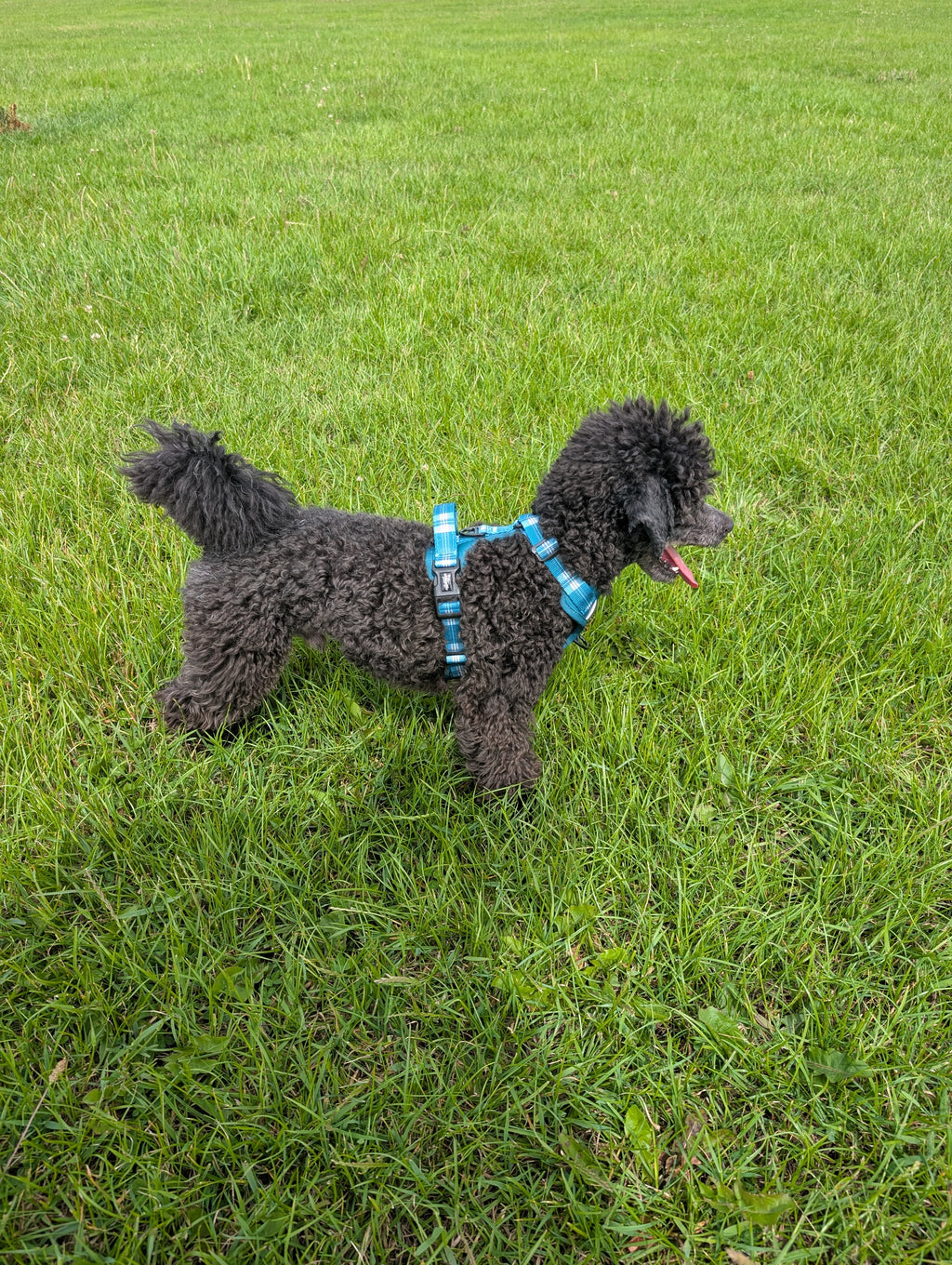 Teal Harness