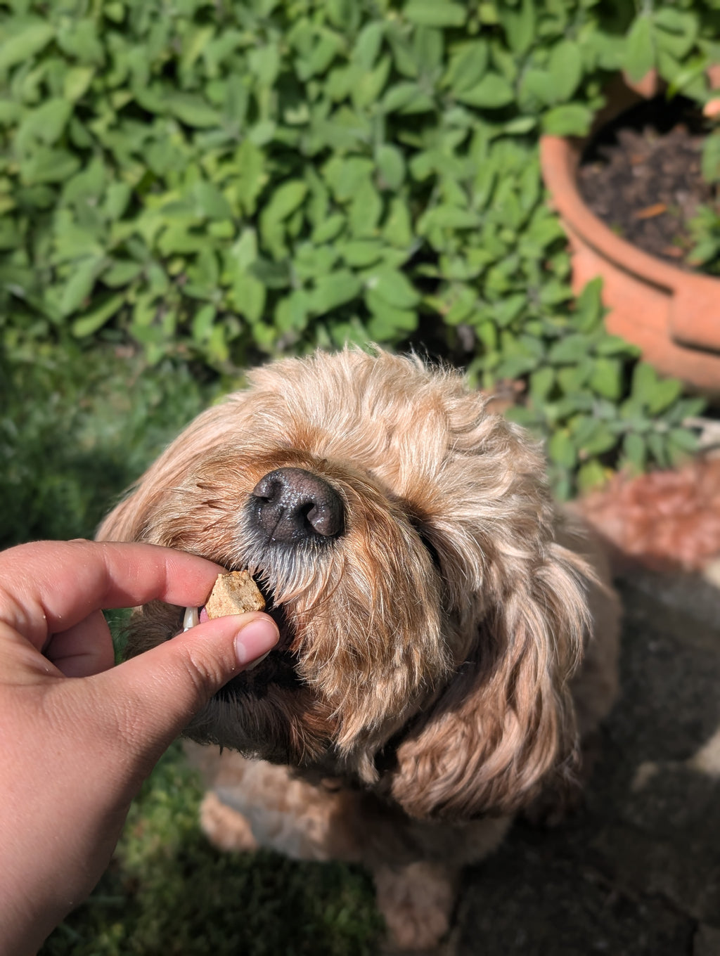 Freeze Dried Liver