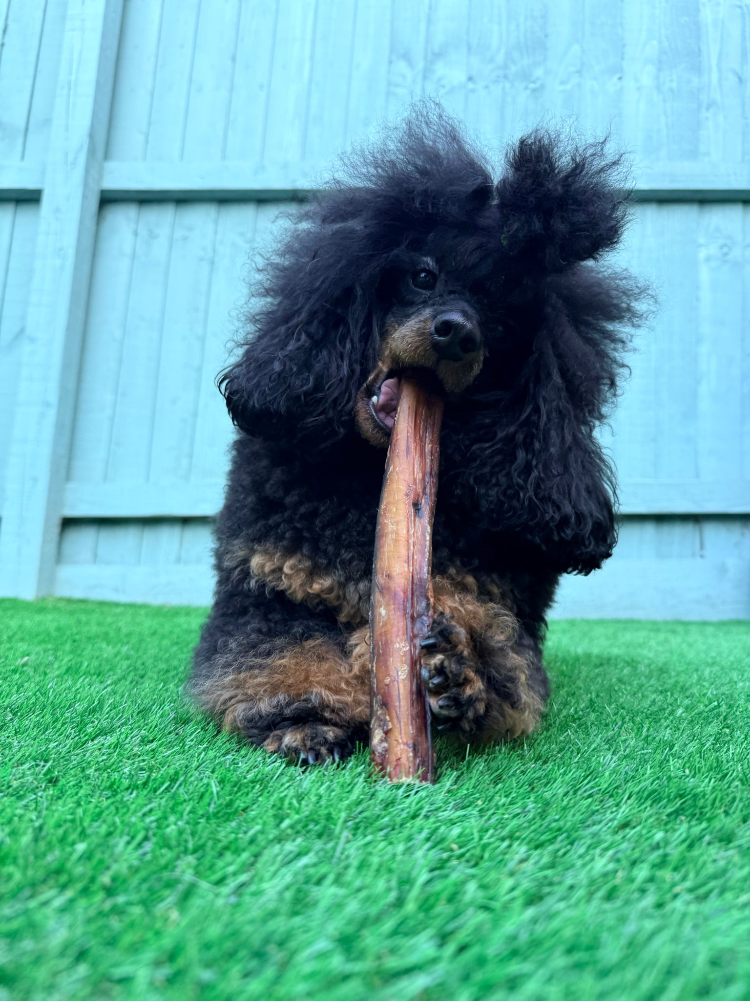 Tough chewers Bundle