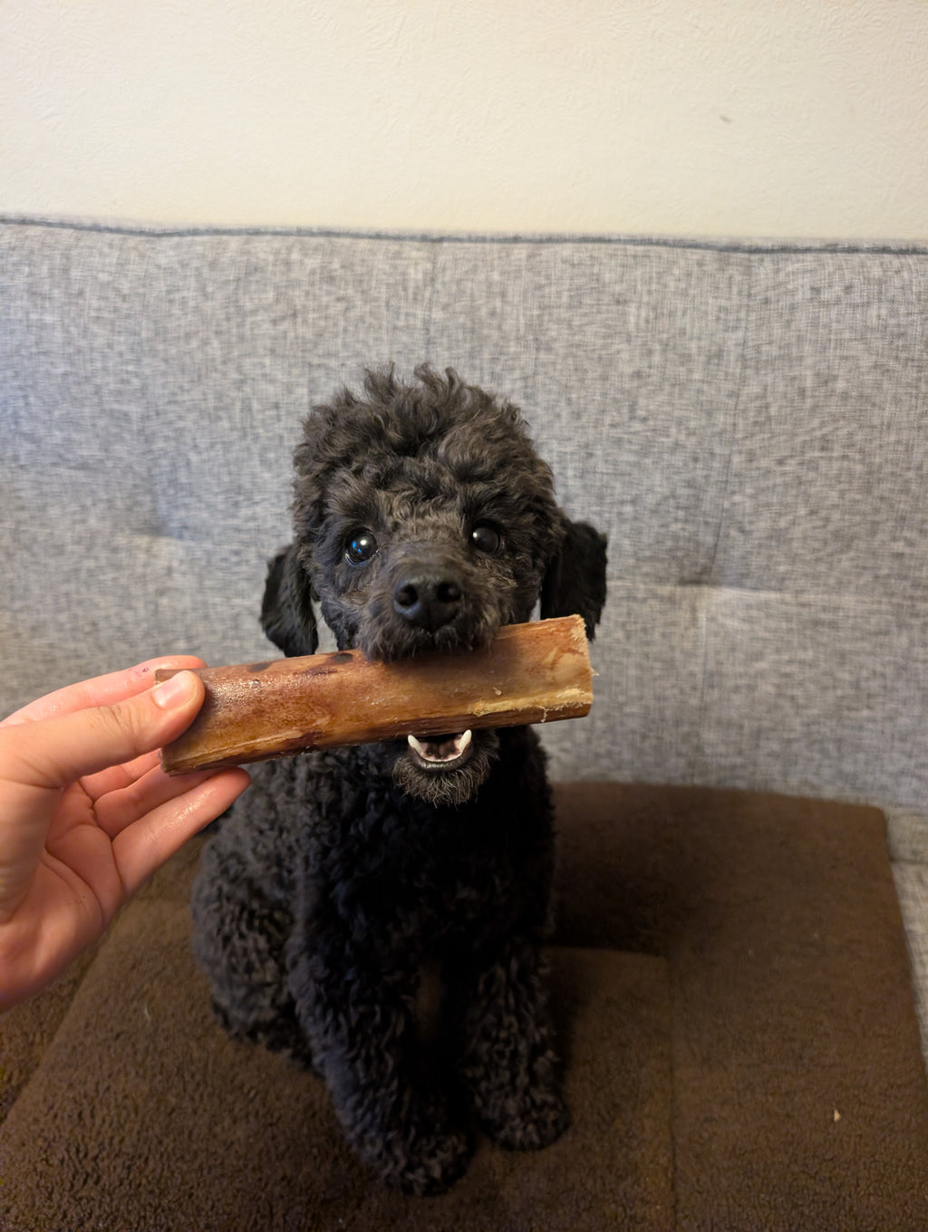 Ostrich Marrow Bones