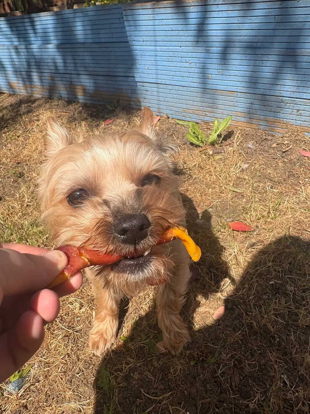 Duck Wrapped Mango