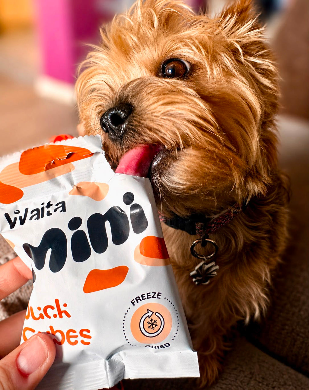 Waita Minis