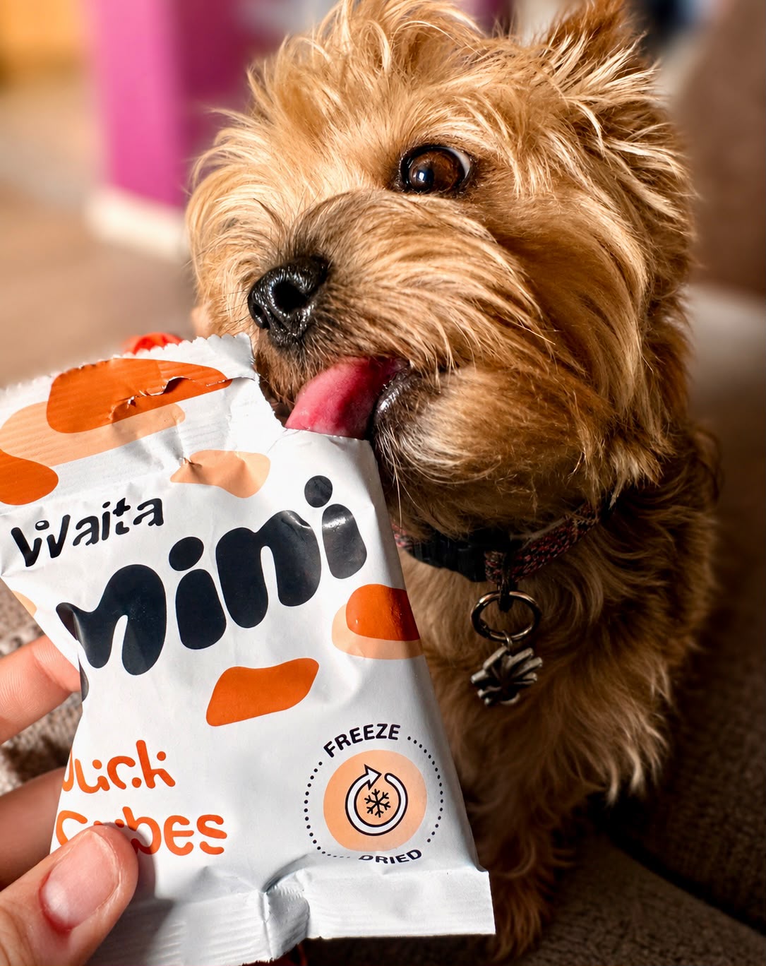 Waita Minis