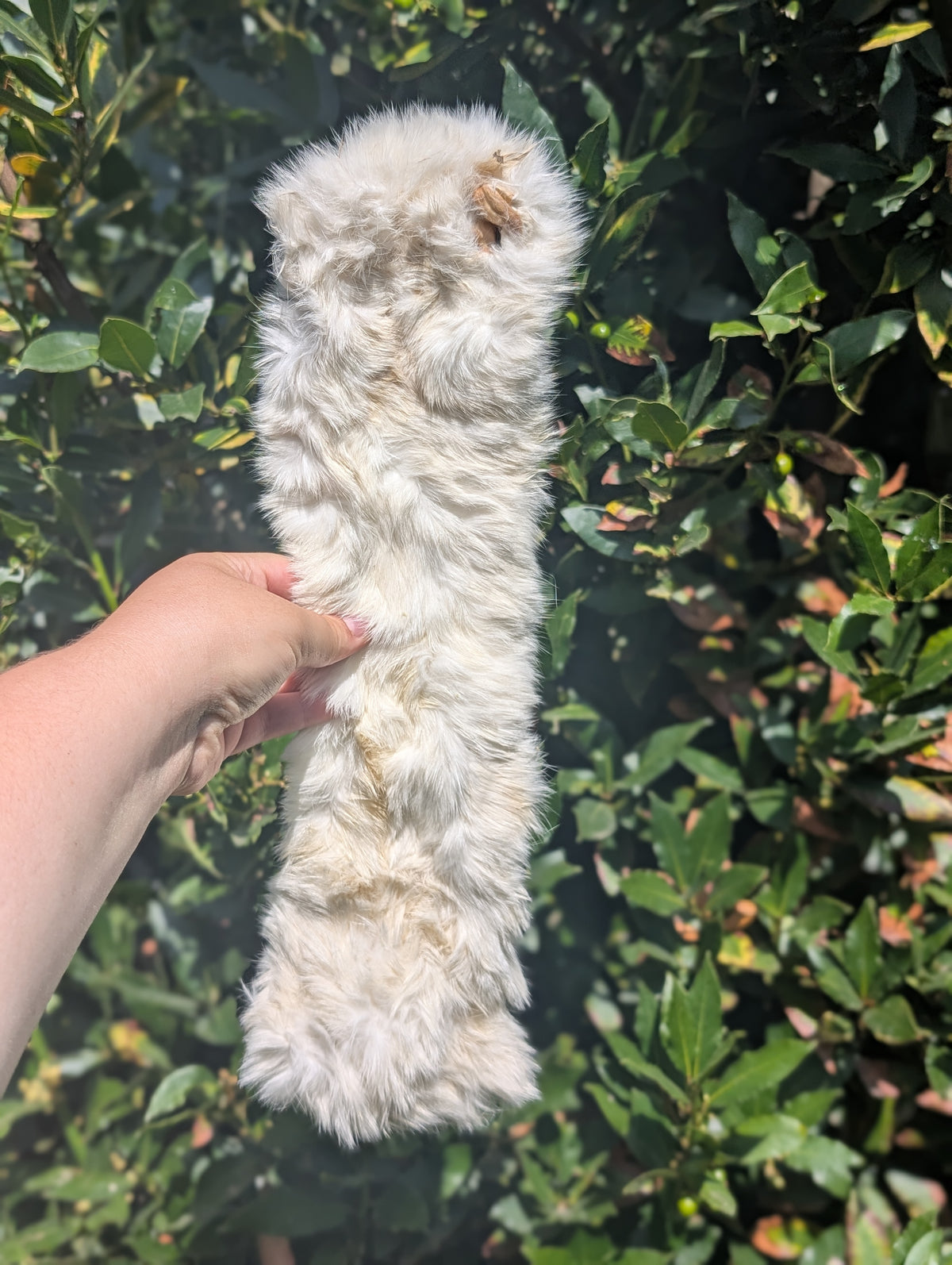 XL Hairy Rabbit Skin