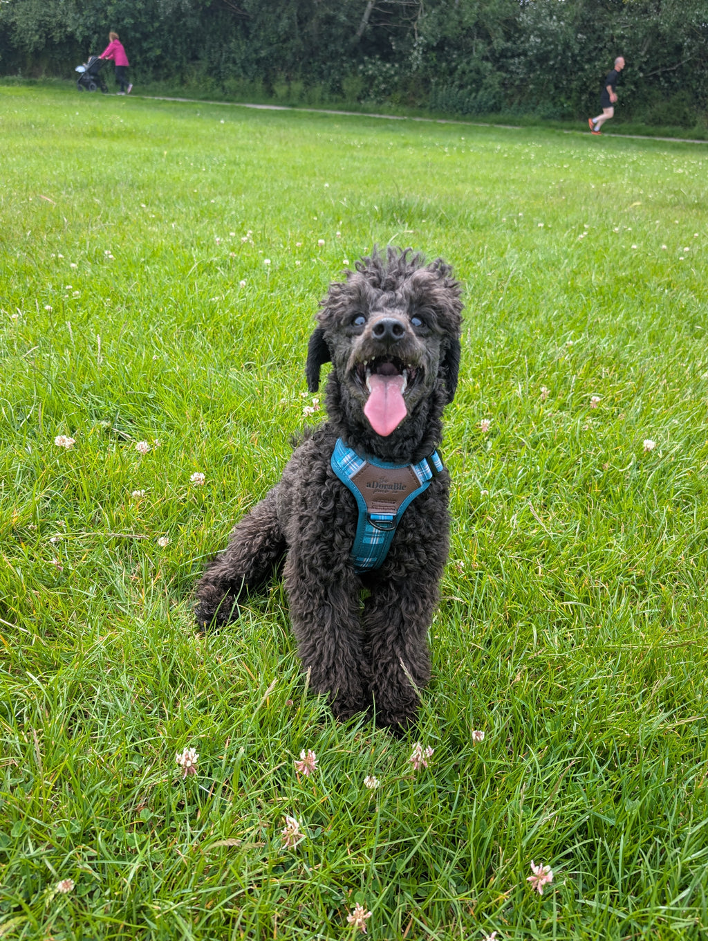 Teal Harness