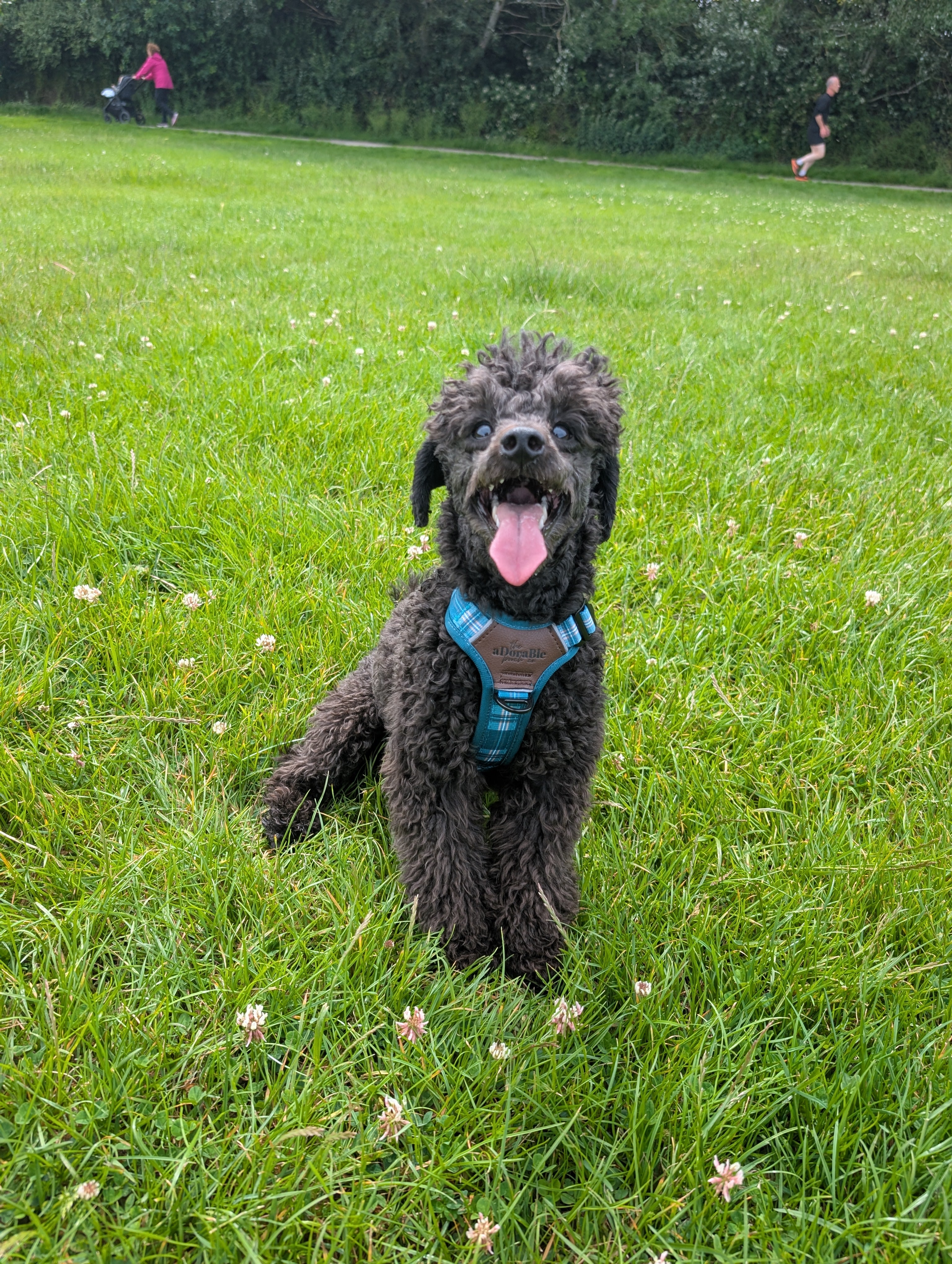 Teal Harness