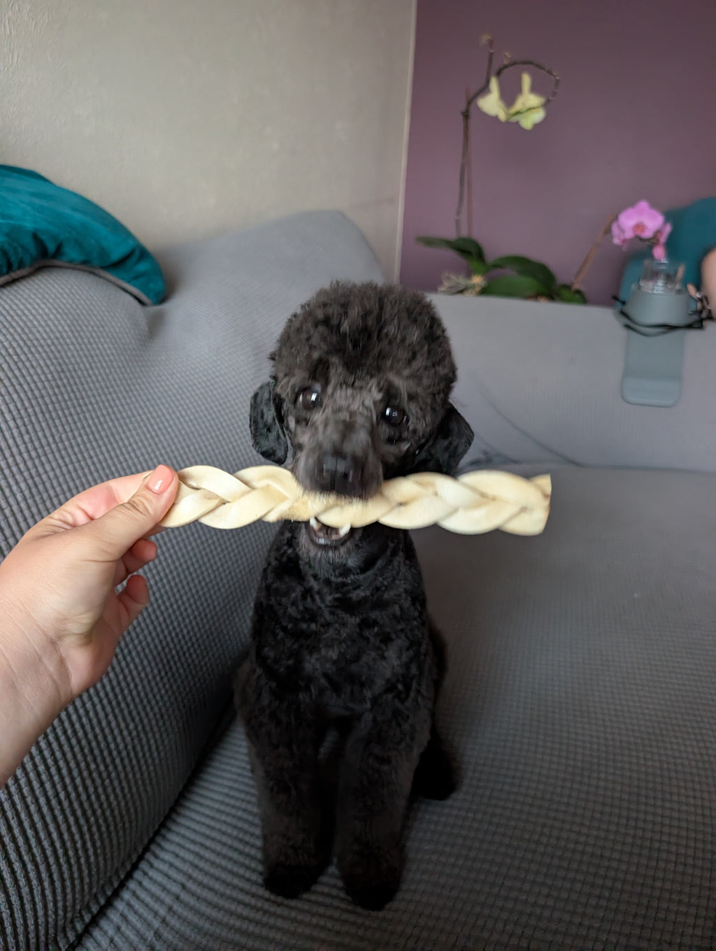 Coconut Beef Skin Braid