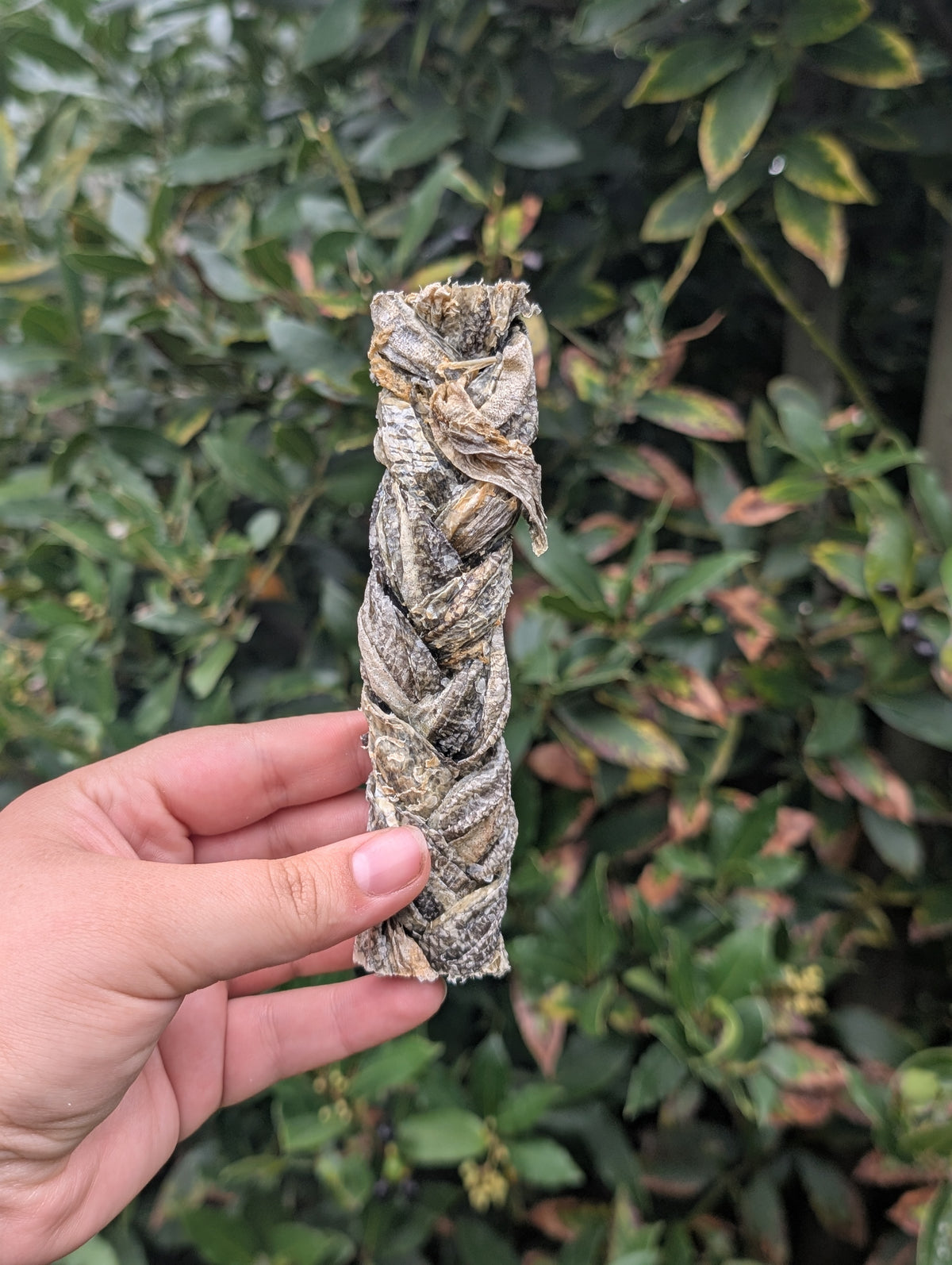 Fish Skin