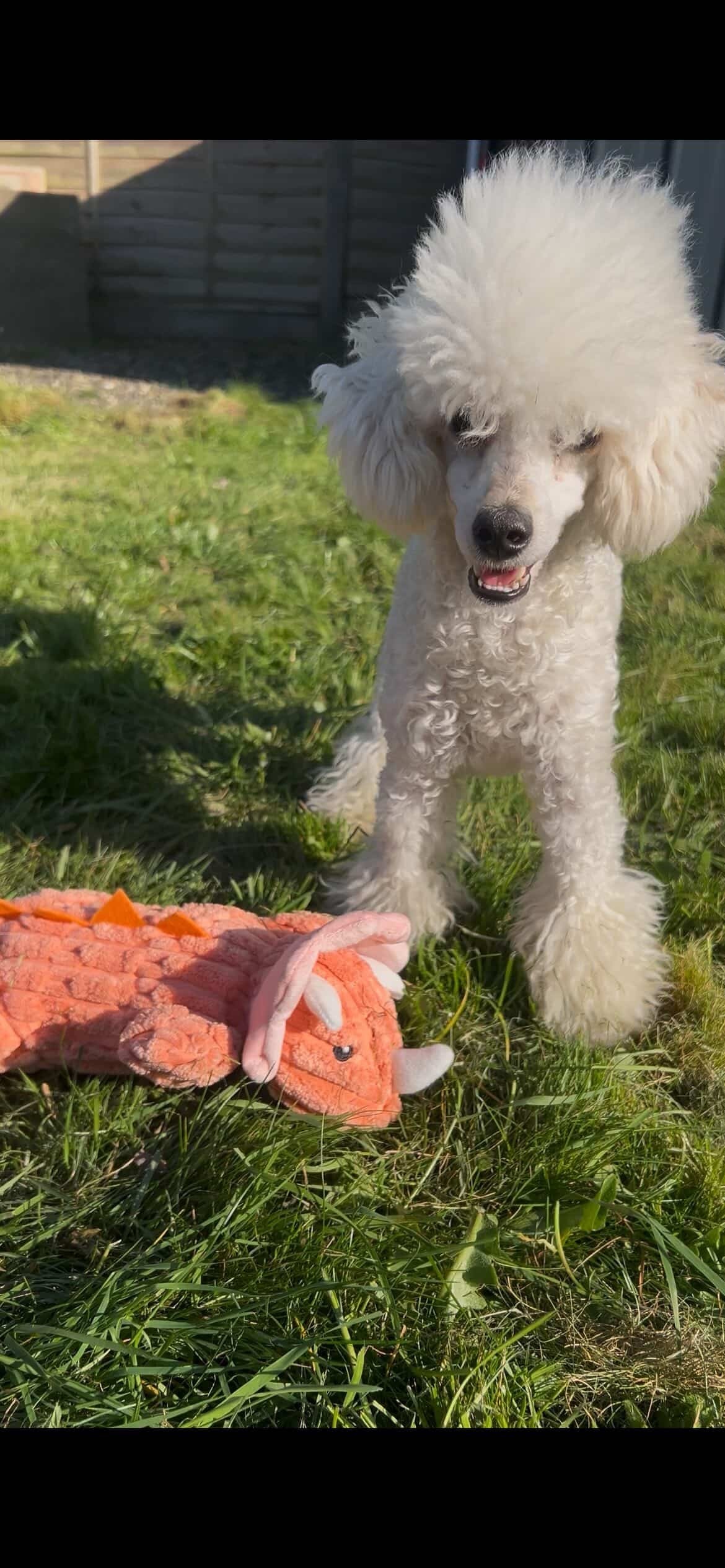 Terry The Triceratops