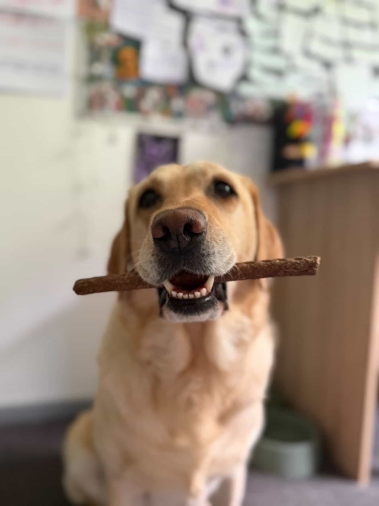 Meaty Sticks