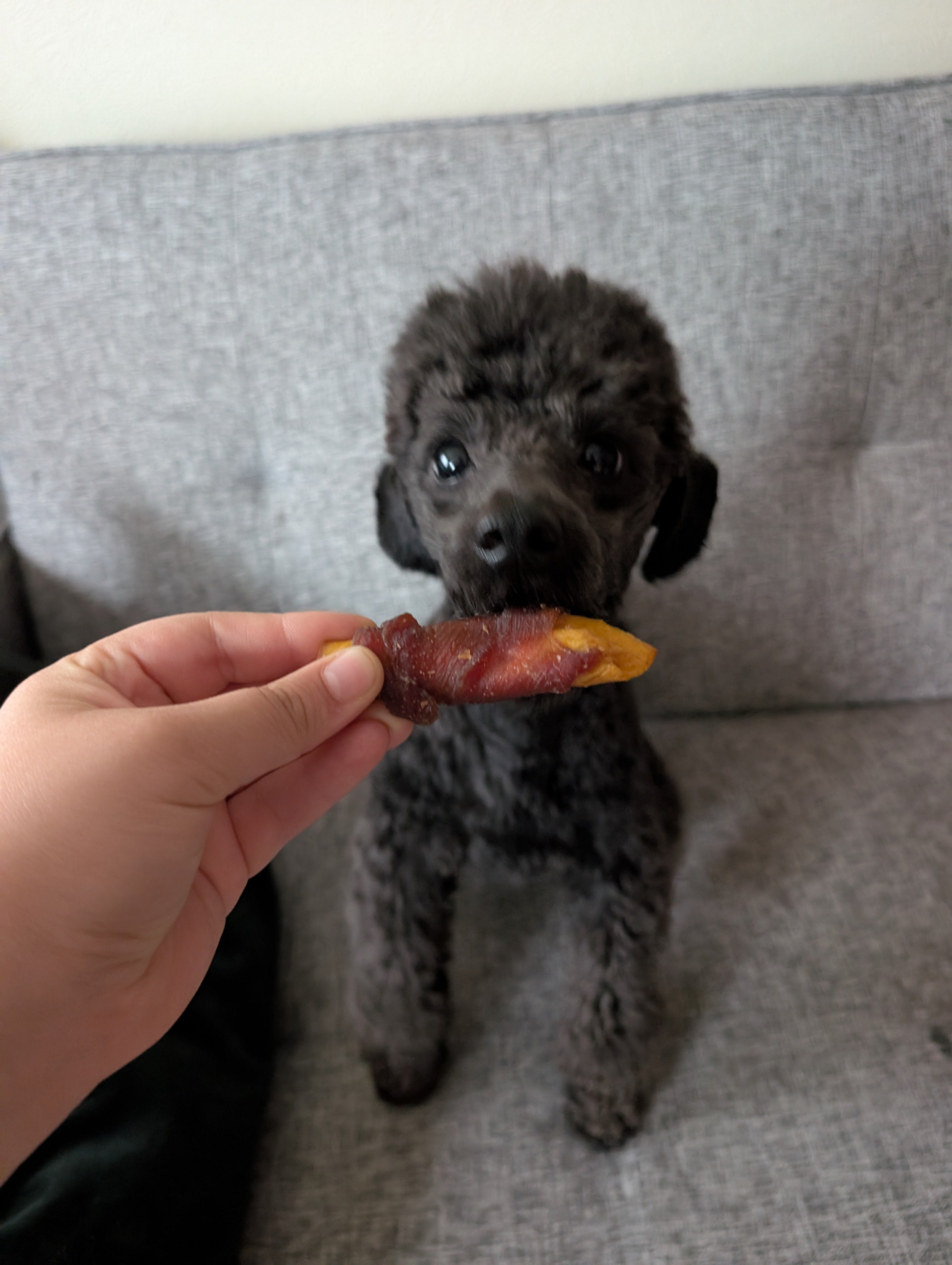 Duck Wrapped Mango