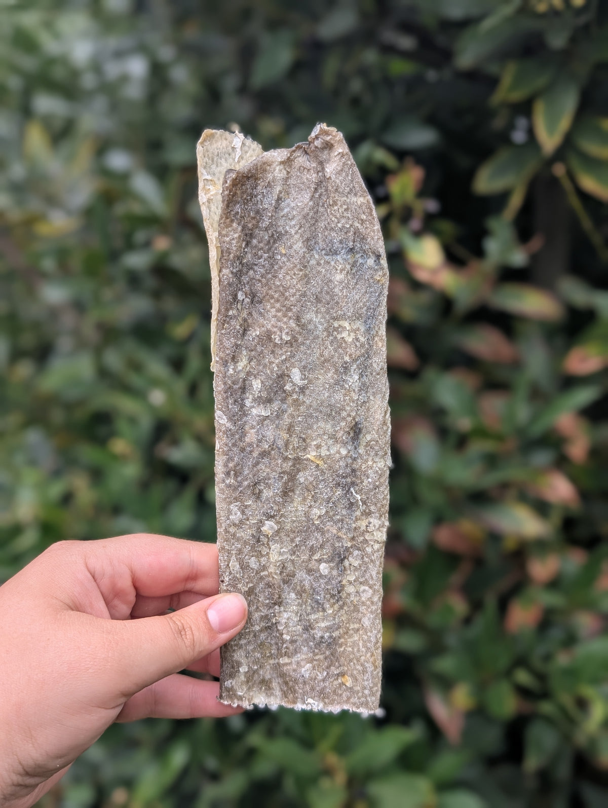 Fish Skin
