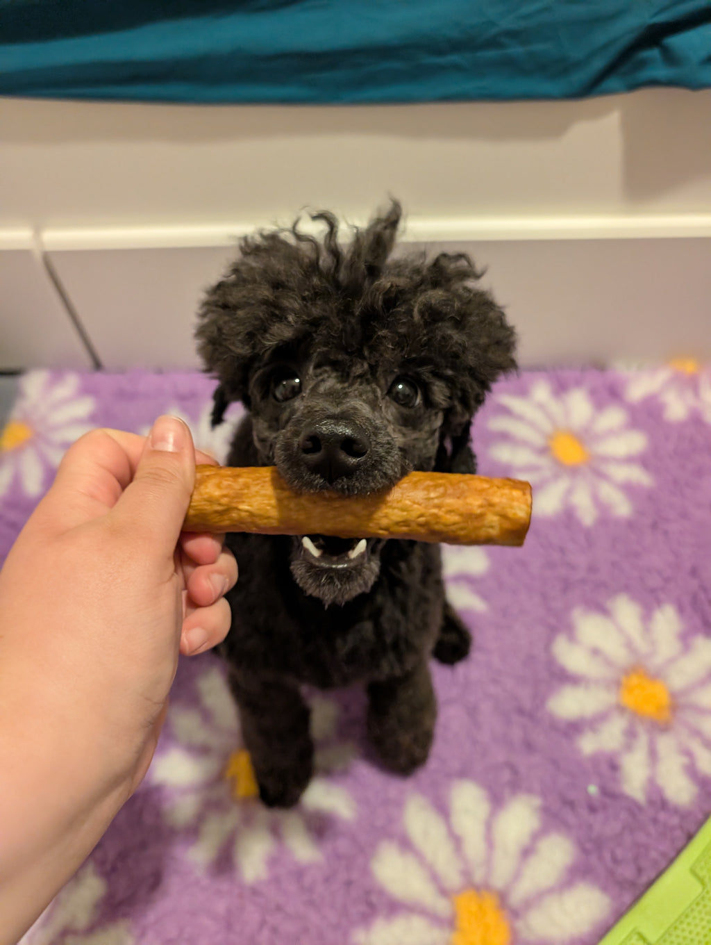 Chicken Collagen Stick
