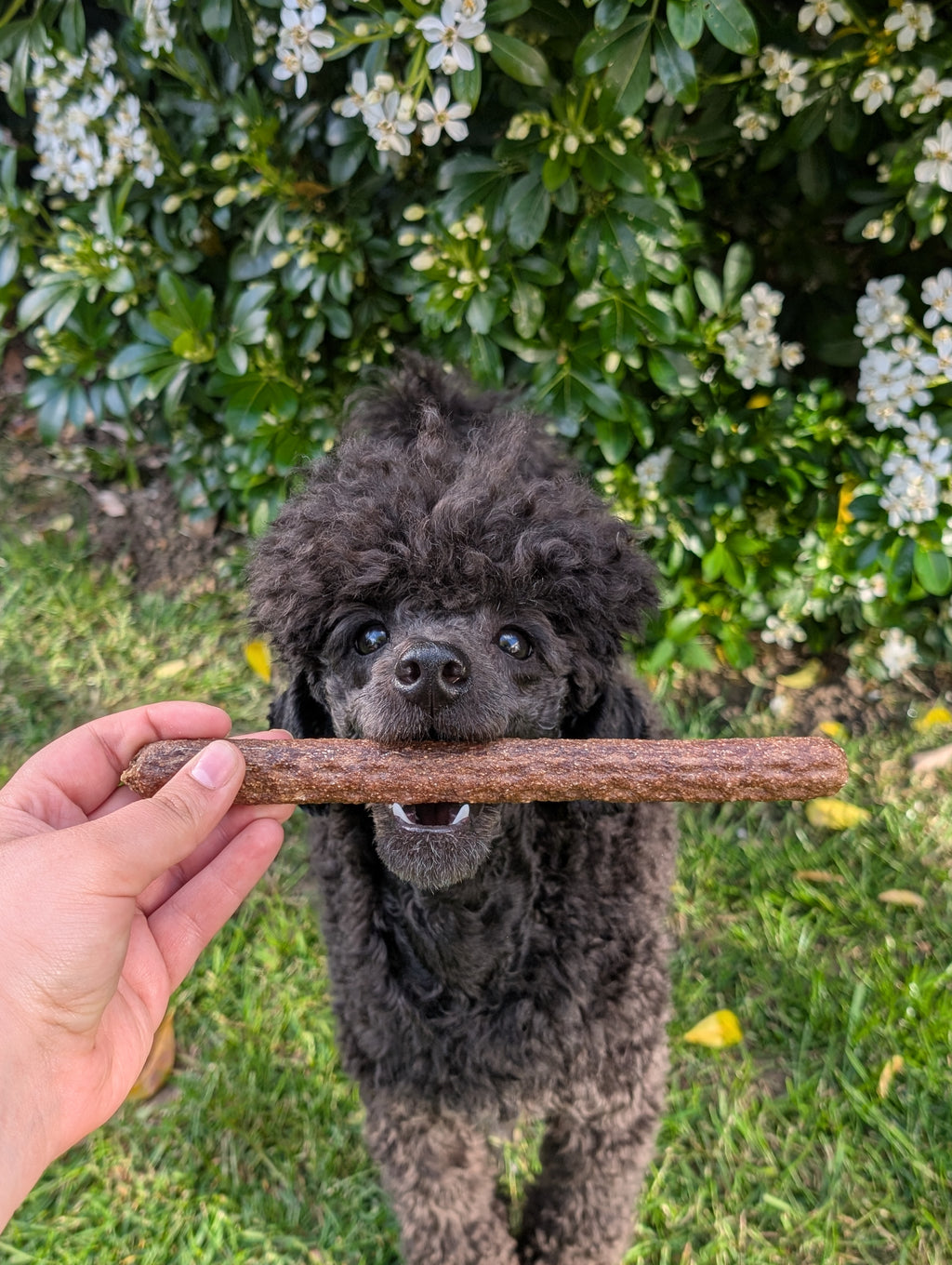 Meaty Sticks