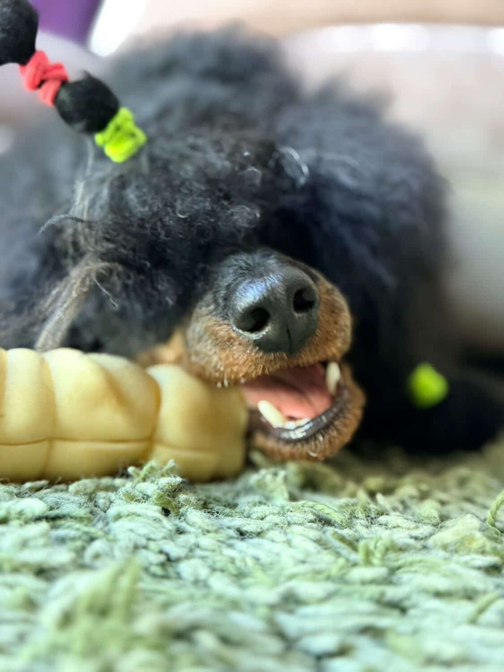 Buffalo Roll