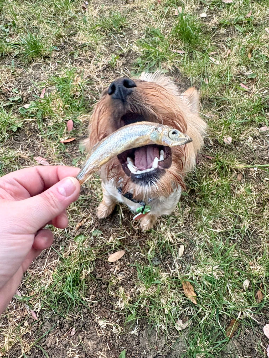 Whole Capelin Fish