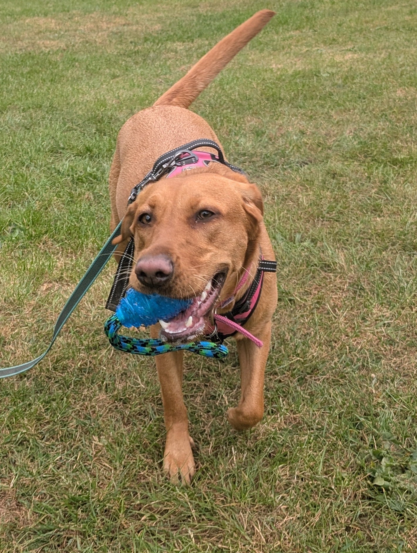 Rubber Rope Toy
