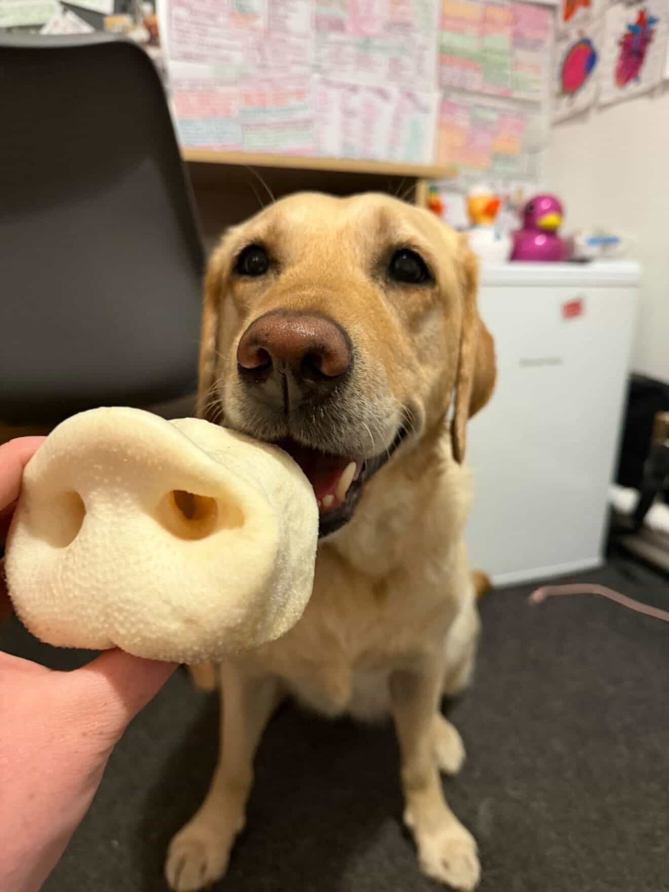 Puffed Pork Snout