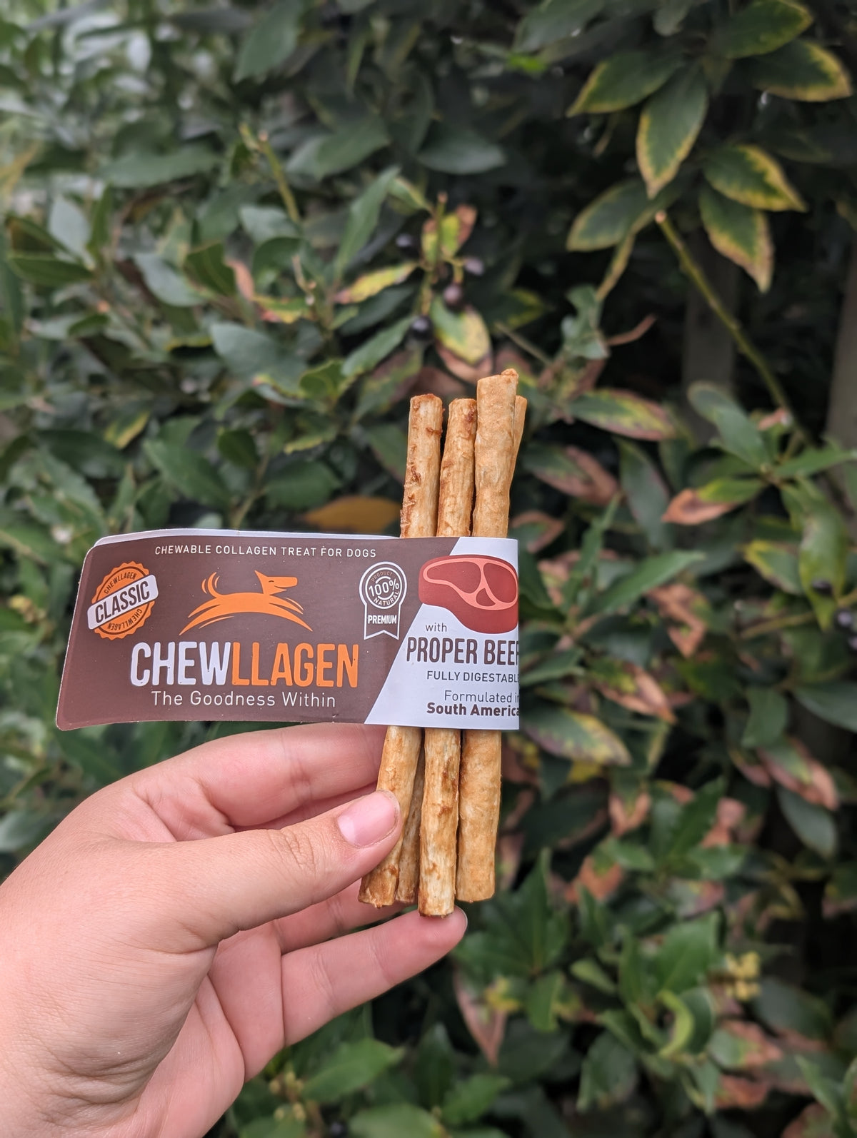 Collagen chews
