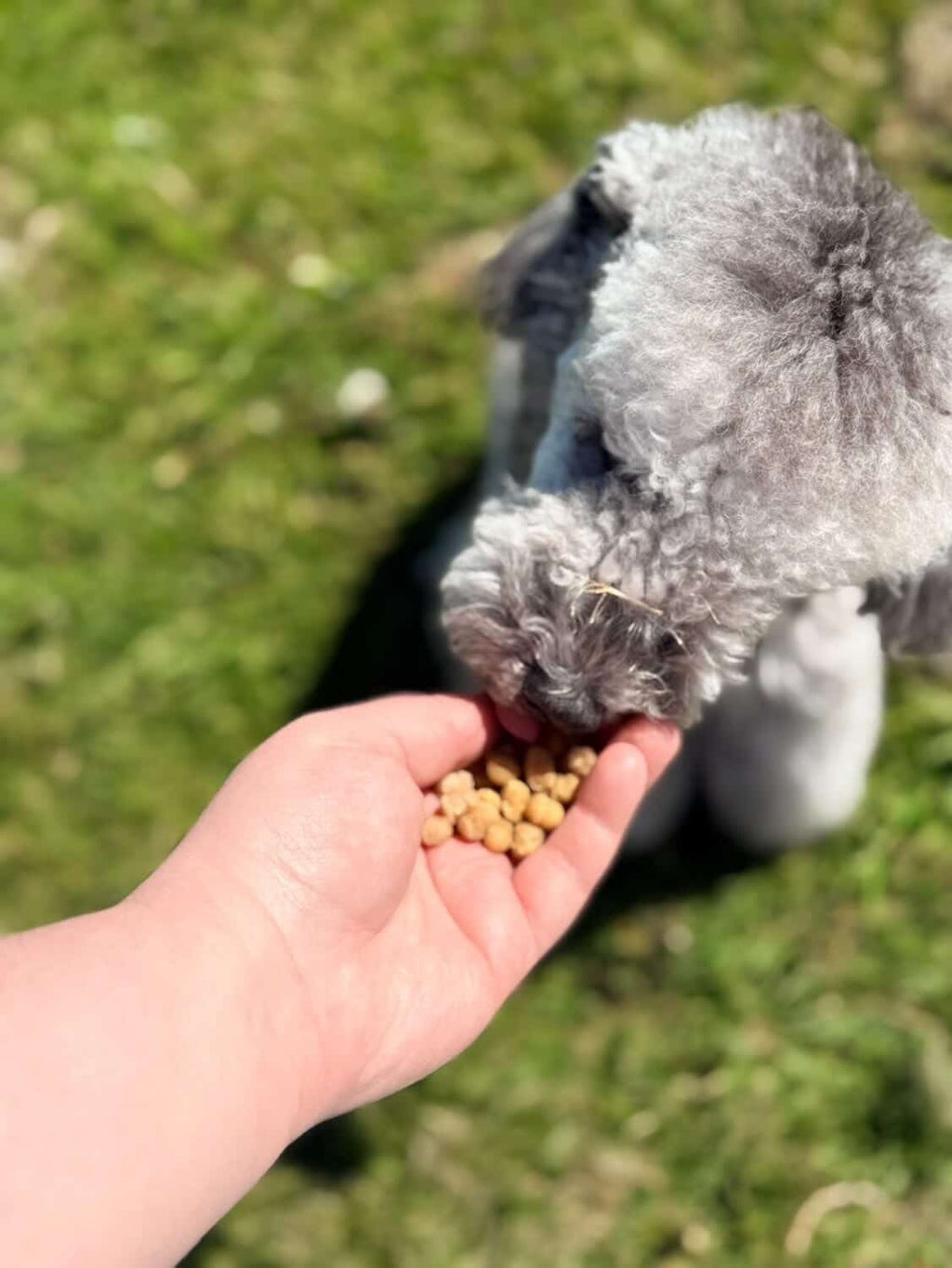 Anco Nibbles